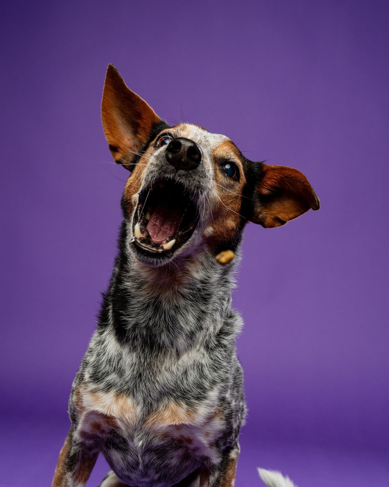 A speckled blue heeler mix dog barks excitedly against a vibrant purple studio background.
