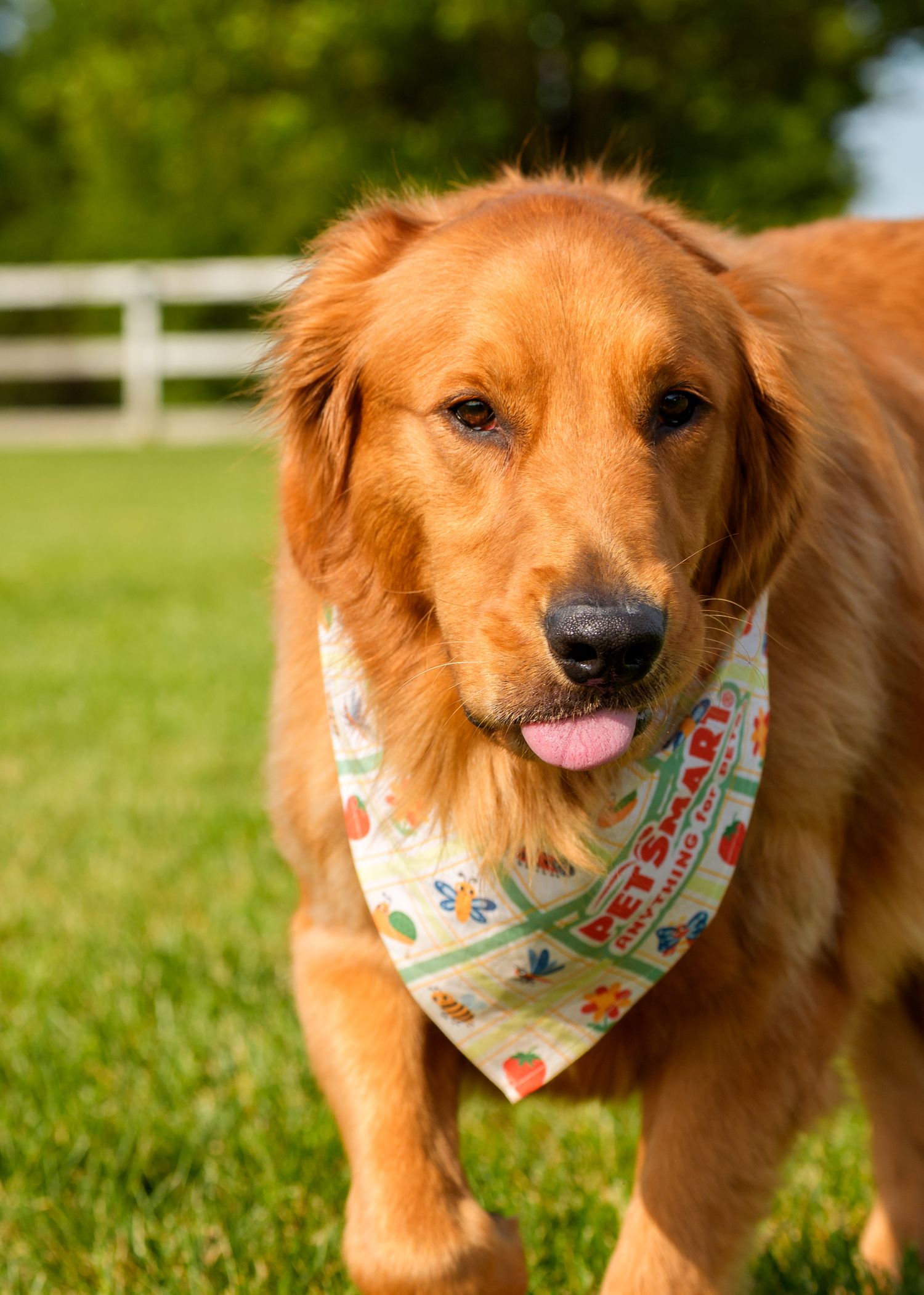 Golden Retriever dog wearing a PetSmart bandana standing on green grass outdoors.