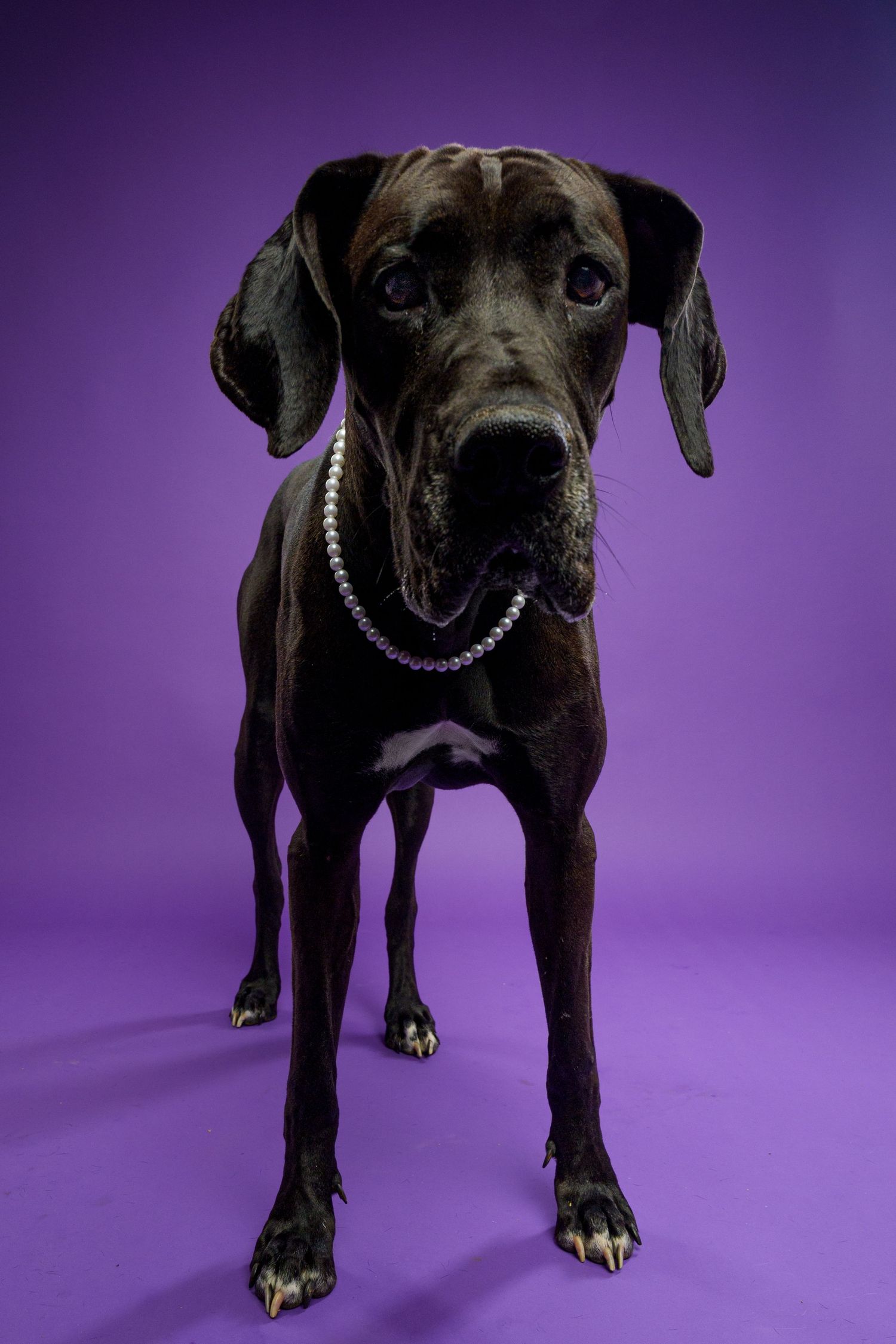 Black Great Dane dog wearing silver chain necklace standing against vibrant purple studio background.