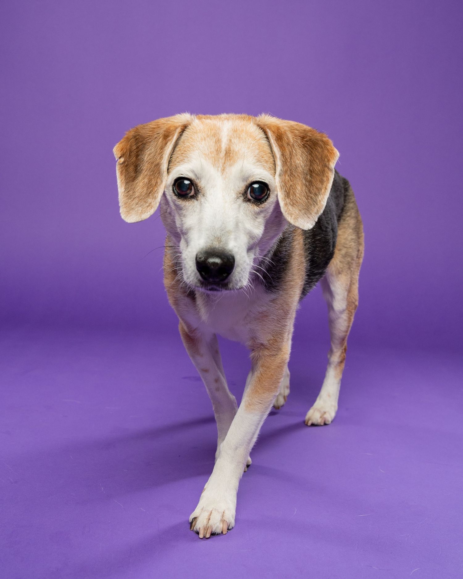 A small tricolor Beagle mix walks forward curiously against a vibrant purple studio background.
