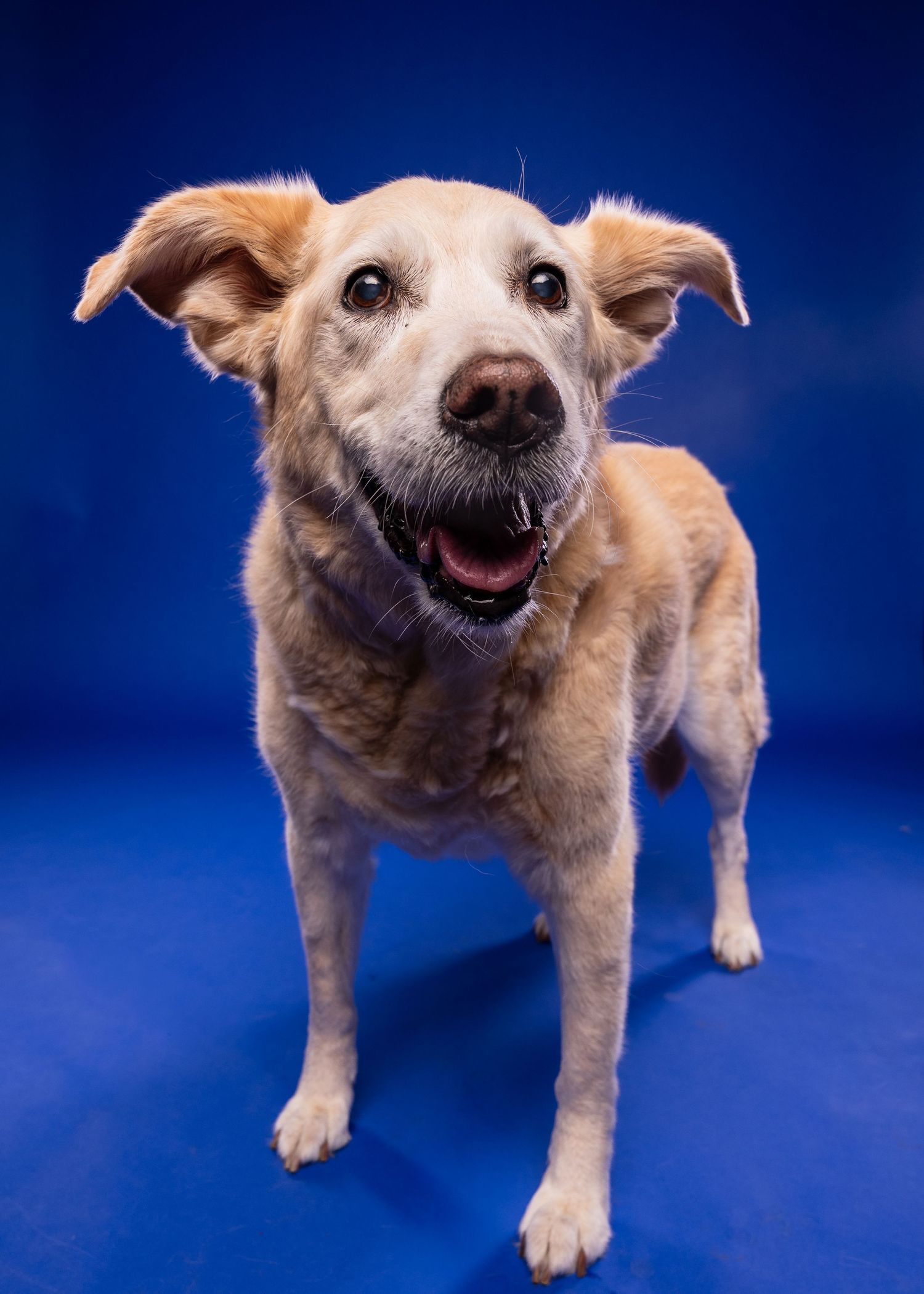An energetic senior golden dog with floppy ears grins widely while standing on a bold blue studio floor.