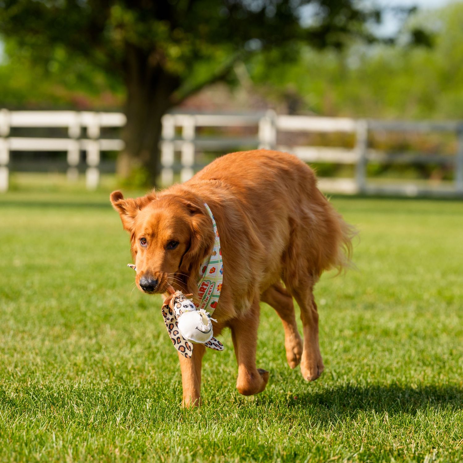 Golden Retriever dog carrying a toy while running across a lush green lawn with white fence backdrop.
