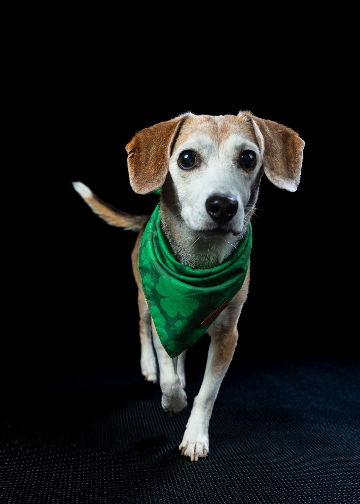 Small beagle mix dog wearing a green bandana trots toward camera on dark background.