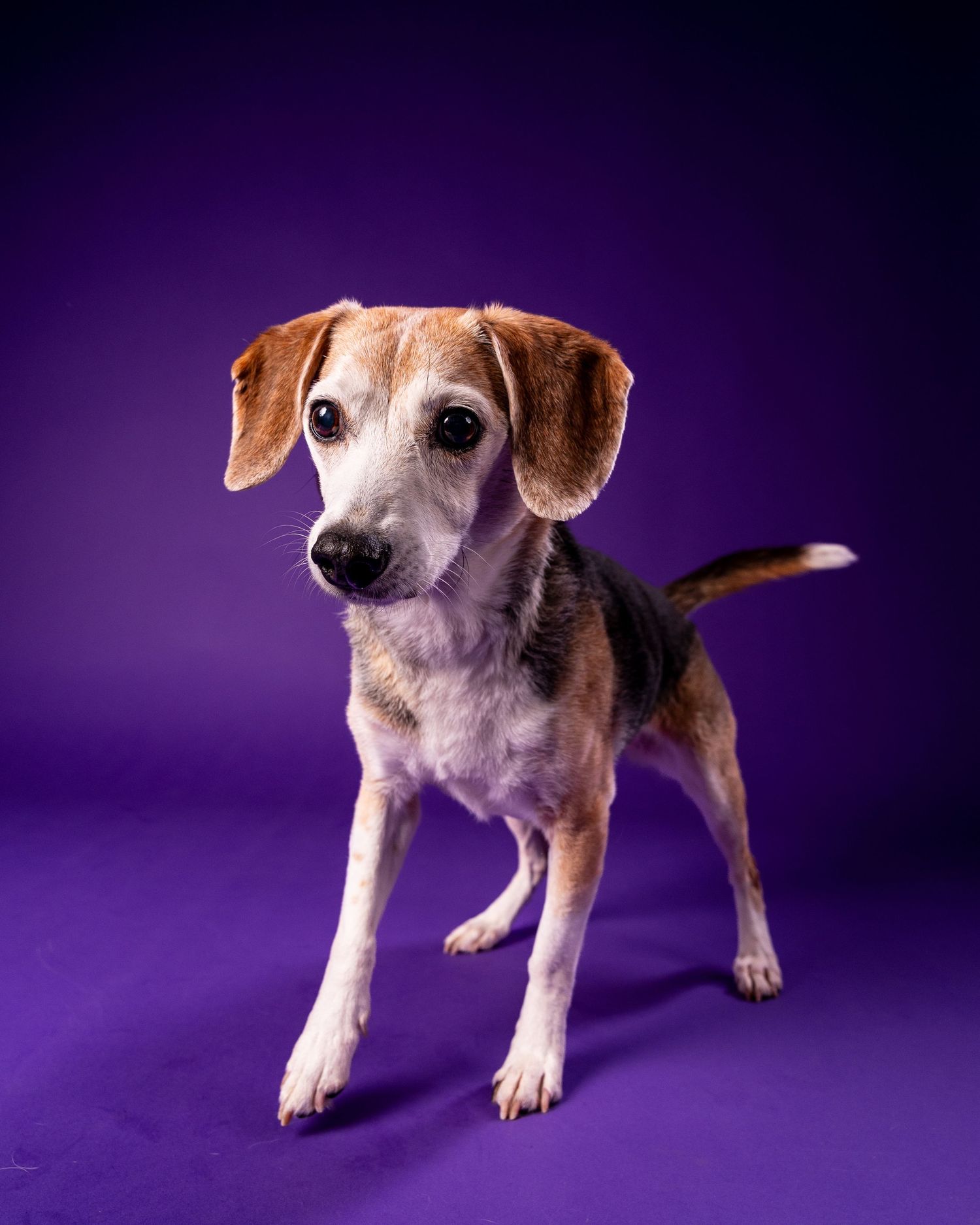 An alert beagle mix dog stands on a purple background with tail raised, looking at the camera.