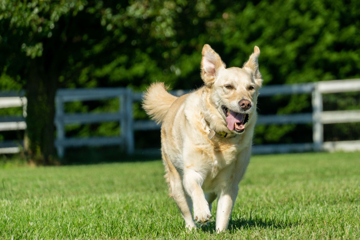 Happy golden dog runs joyfully across green grass near white wooden fence.