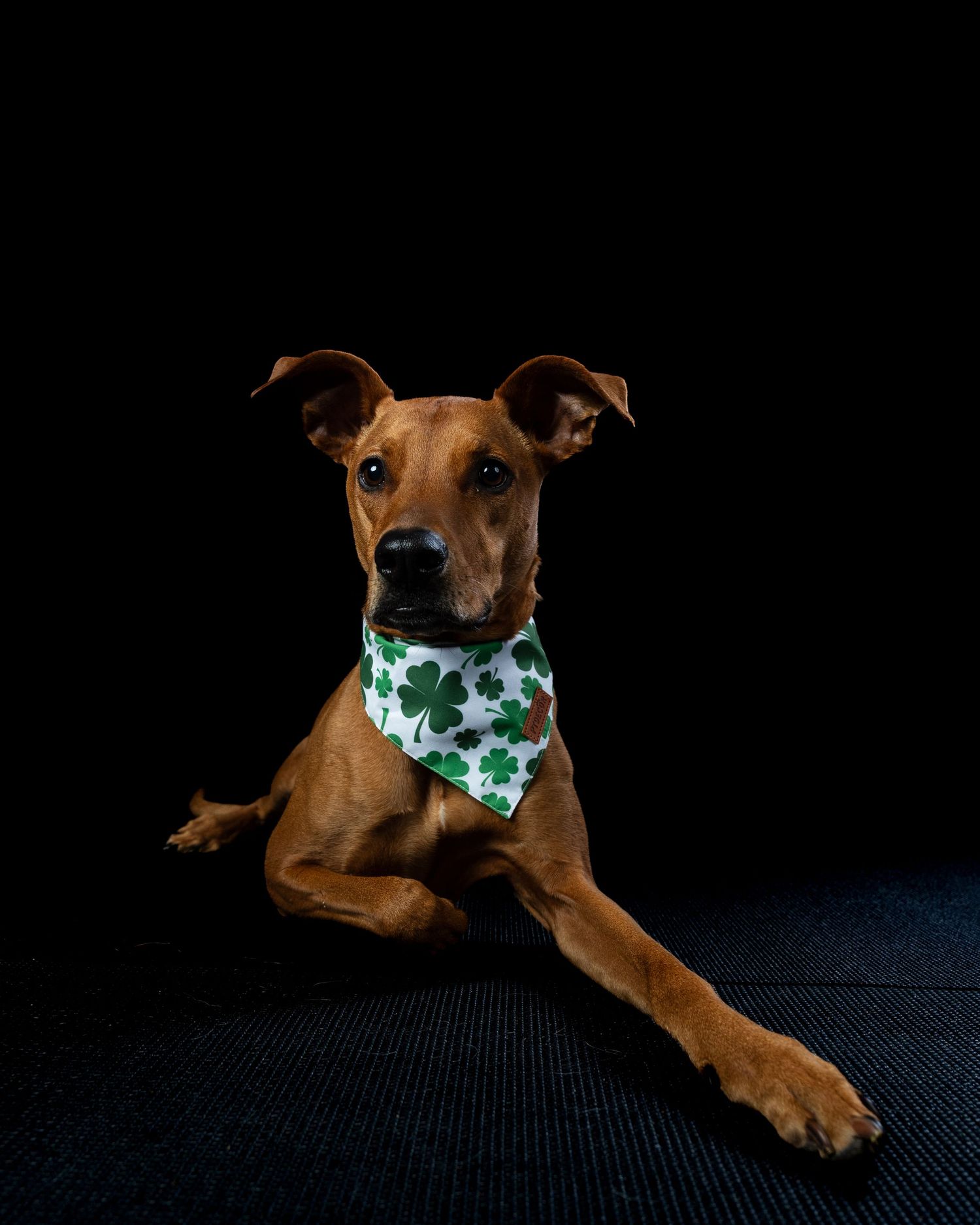 Sleek brown dog posing with front paws extended wearing a green shamrock bandana on black background.