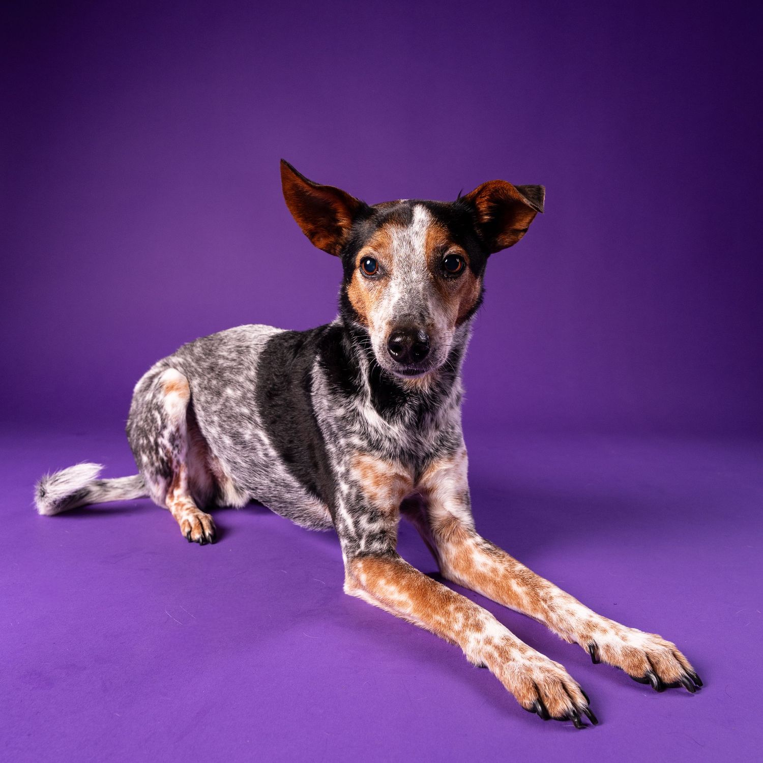 A blue heeler mix dog lies on a purple studio floor, looking attentively at the camera.