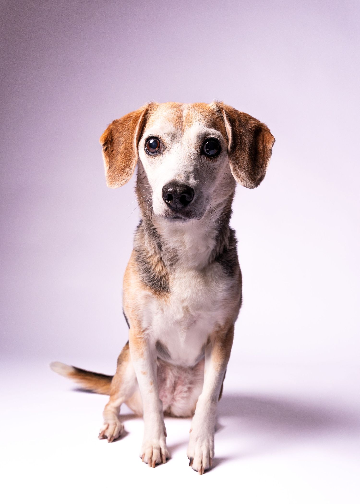 An adorable small senior beagle mix sits calmly against a soft white studio background.