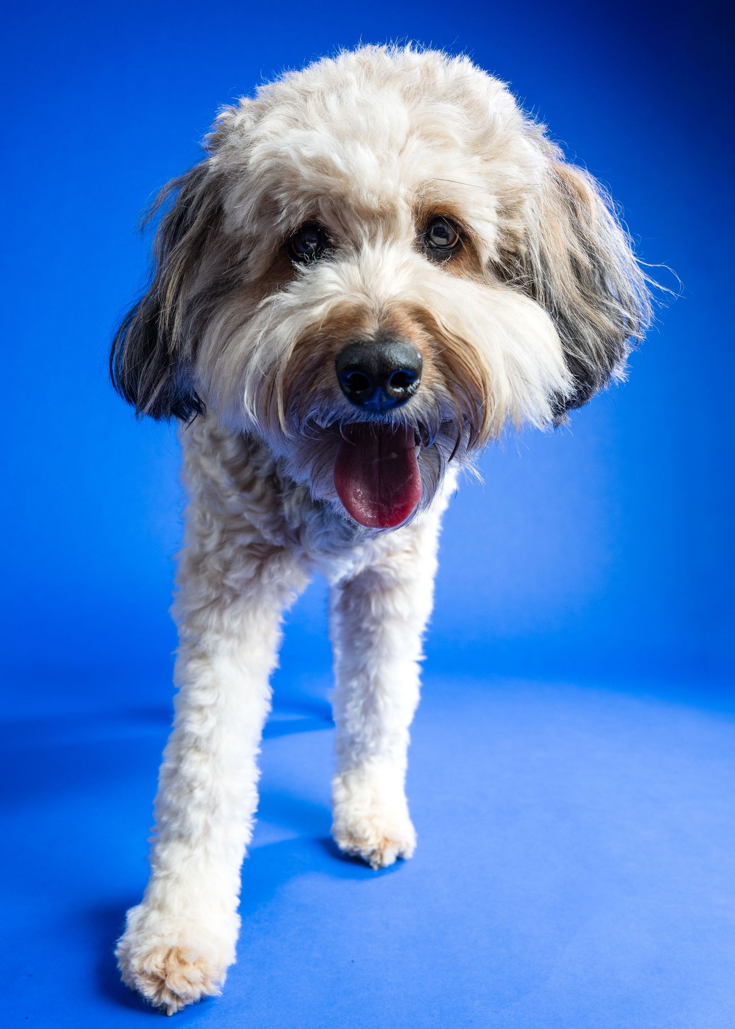A fluffy white and brown Labradoodle dog smiling with mouth open against a bright blue studio background.