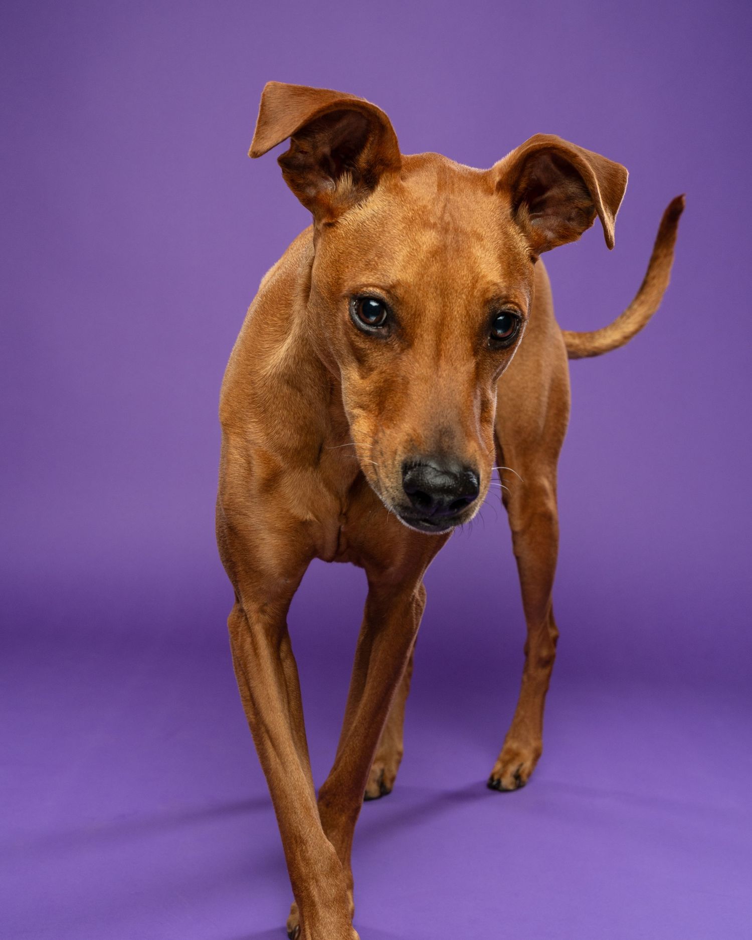 A lean brown Italian Greyhound mix walks toward the camera against a vibrant purple background.
