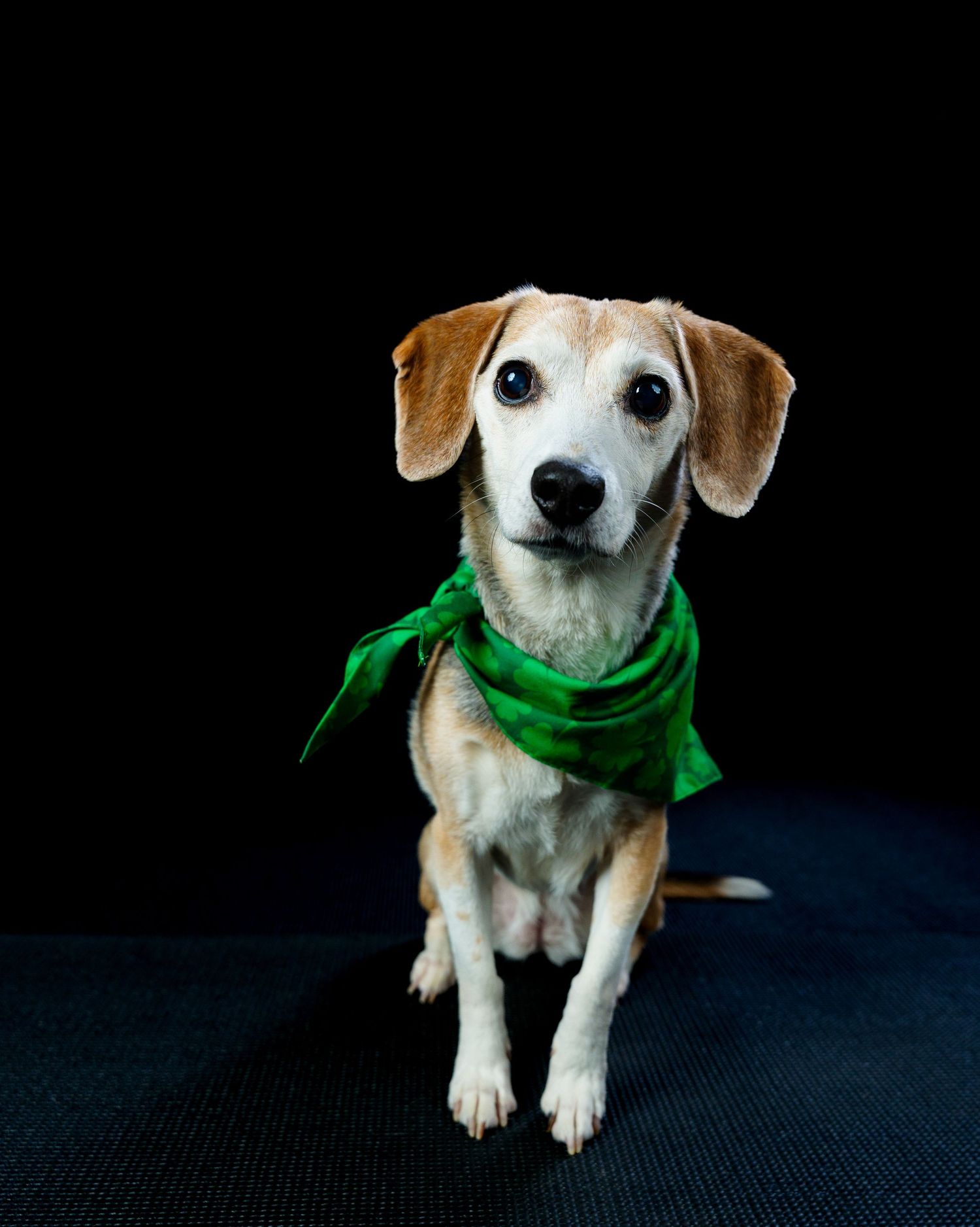 Adorable beagle mix dog sitting and wearing a green bandana on a dark background.