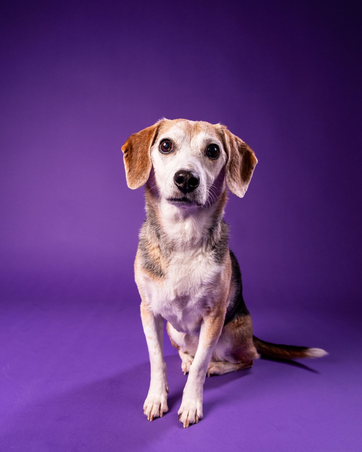 A small beagle mix sits attentively on a vibrant purple background in a studio portrait.