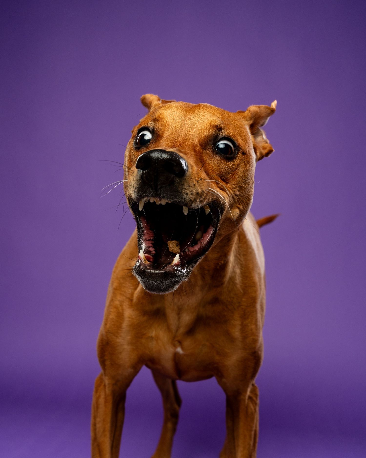 A brown mixed-breed dog catches a treat with mouth wide open and wild eyes on purple background.