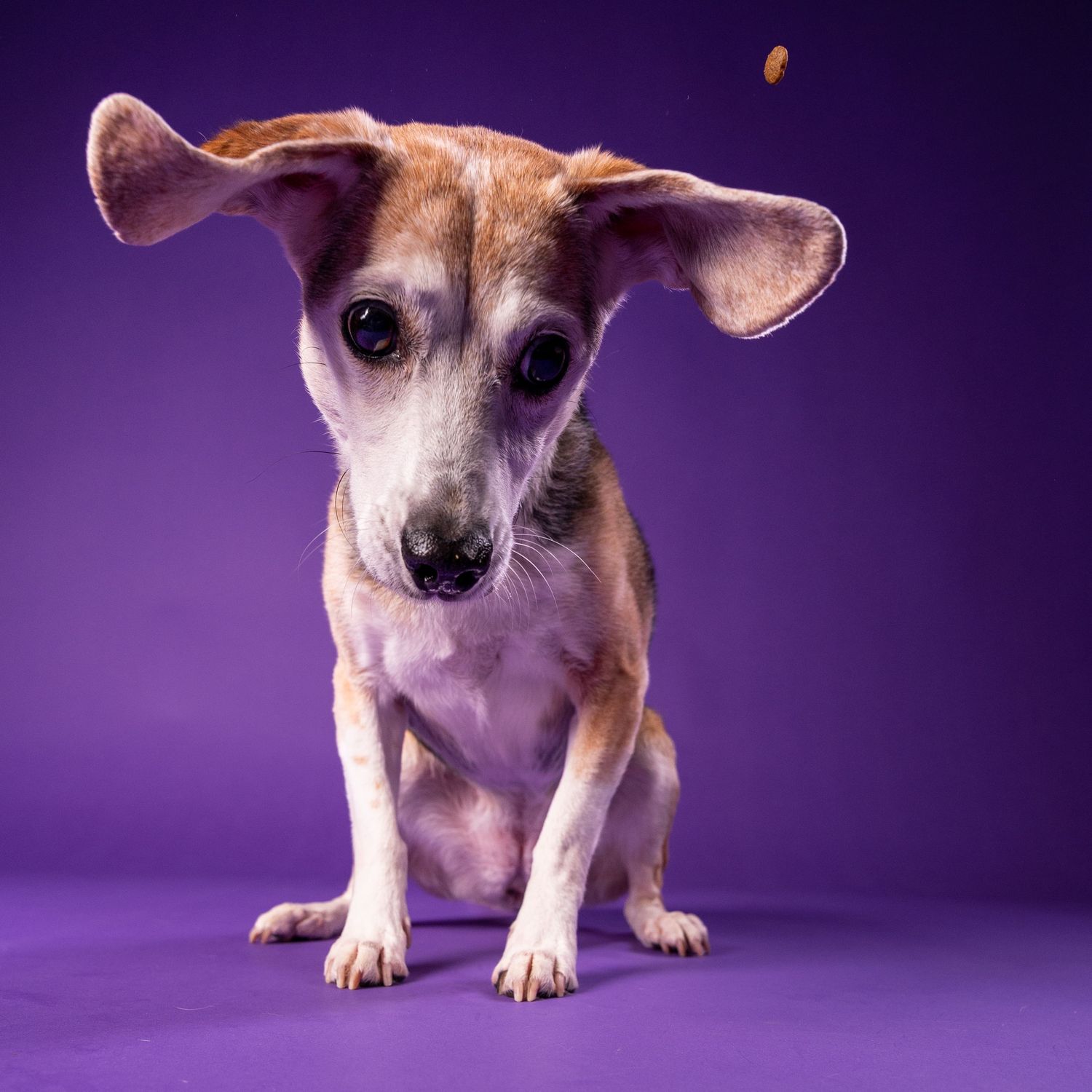 Small beagle mix dog with ears flying up catching a treat on a vivid purple background.