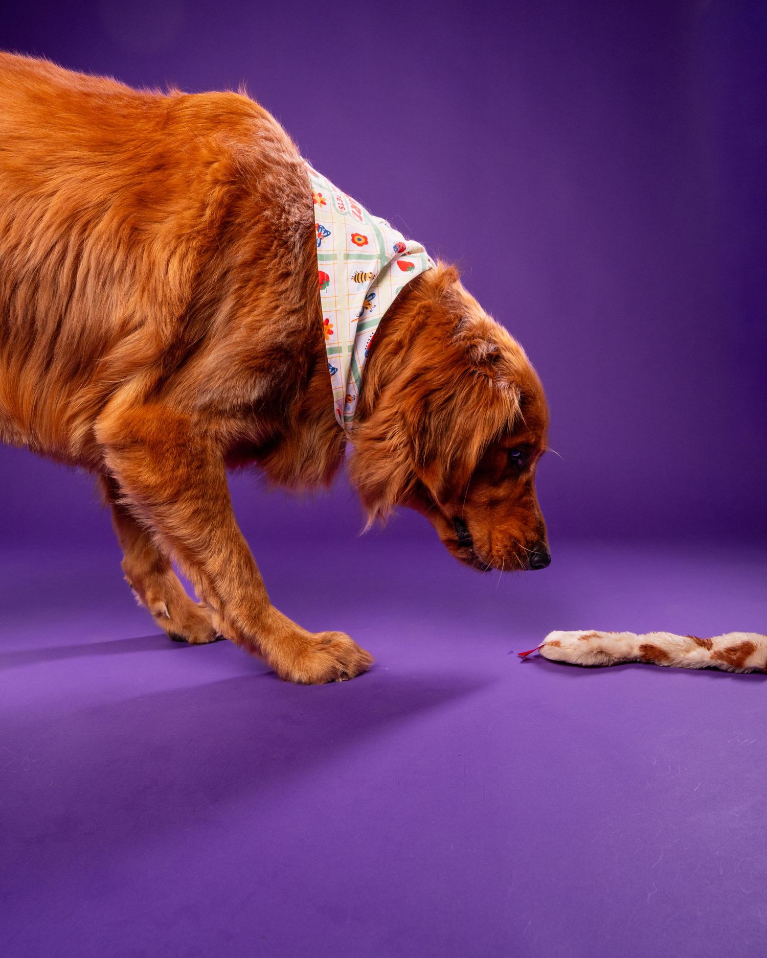 A golden retriever wearing a bandana sniffs a small toy on a vibrant purple floor in a studio setting.