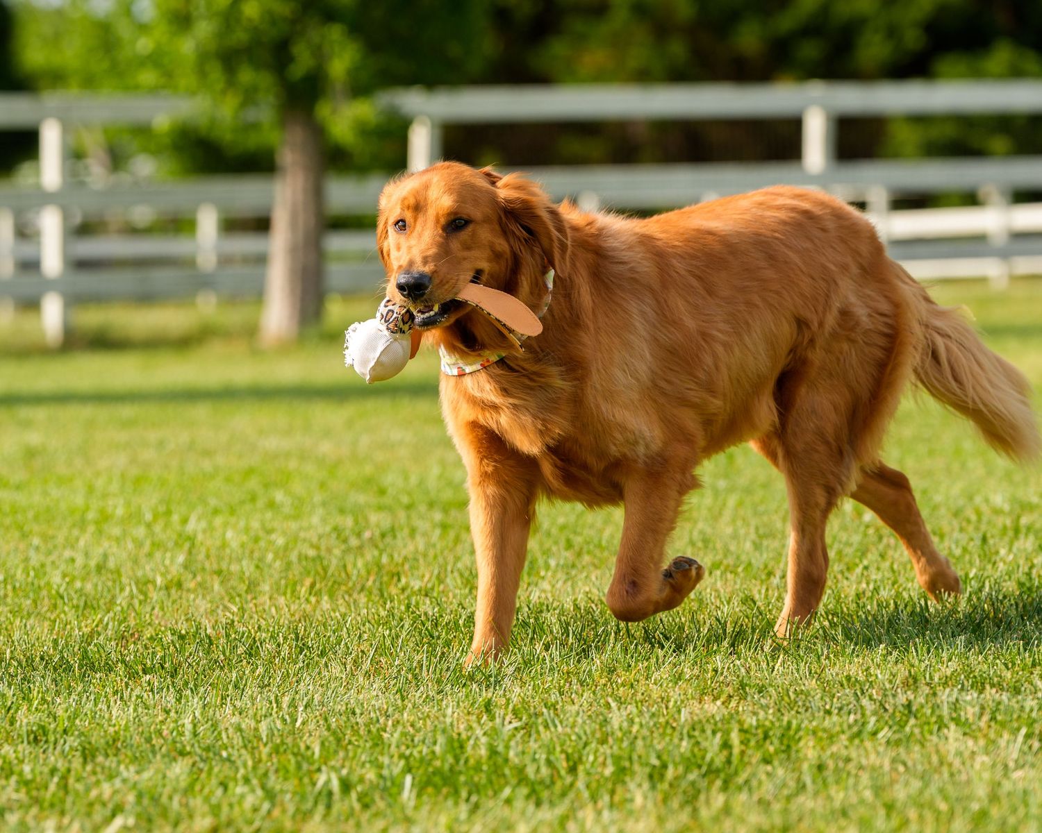 Golden retriever carries a white toy in its mouth while trotting across a green grassy field.