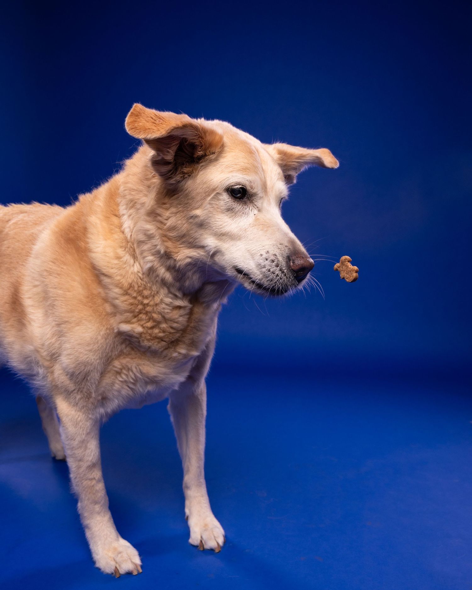 A senior tan dog catches a treat in mid-air against a bright blue backdrop.