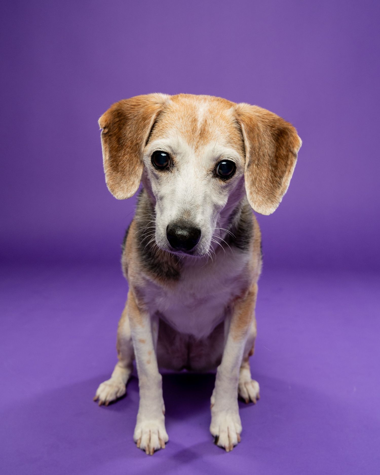 A senior beagle mix sits calmly posing for a portrait against a bright purple studio backdrop.