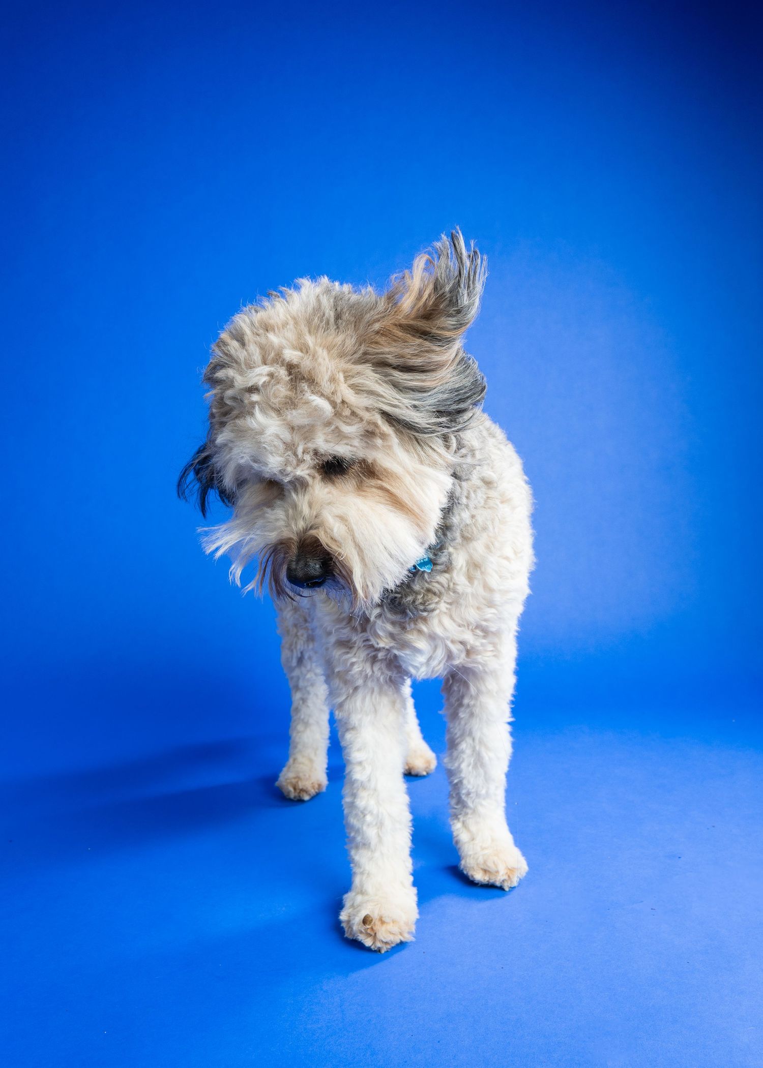 Fluffy white dog with windswept fur standing on a blue background wearing a teal collar.