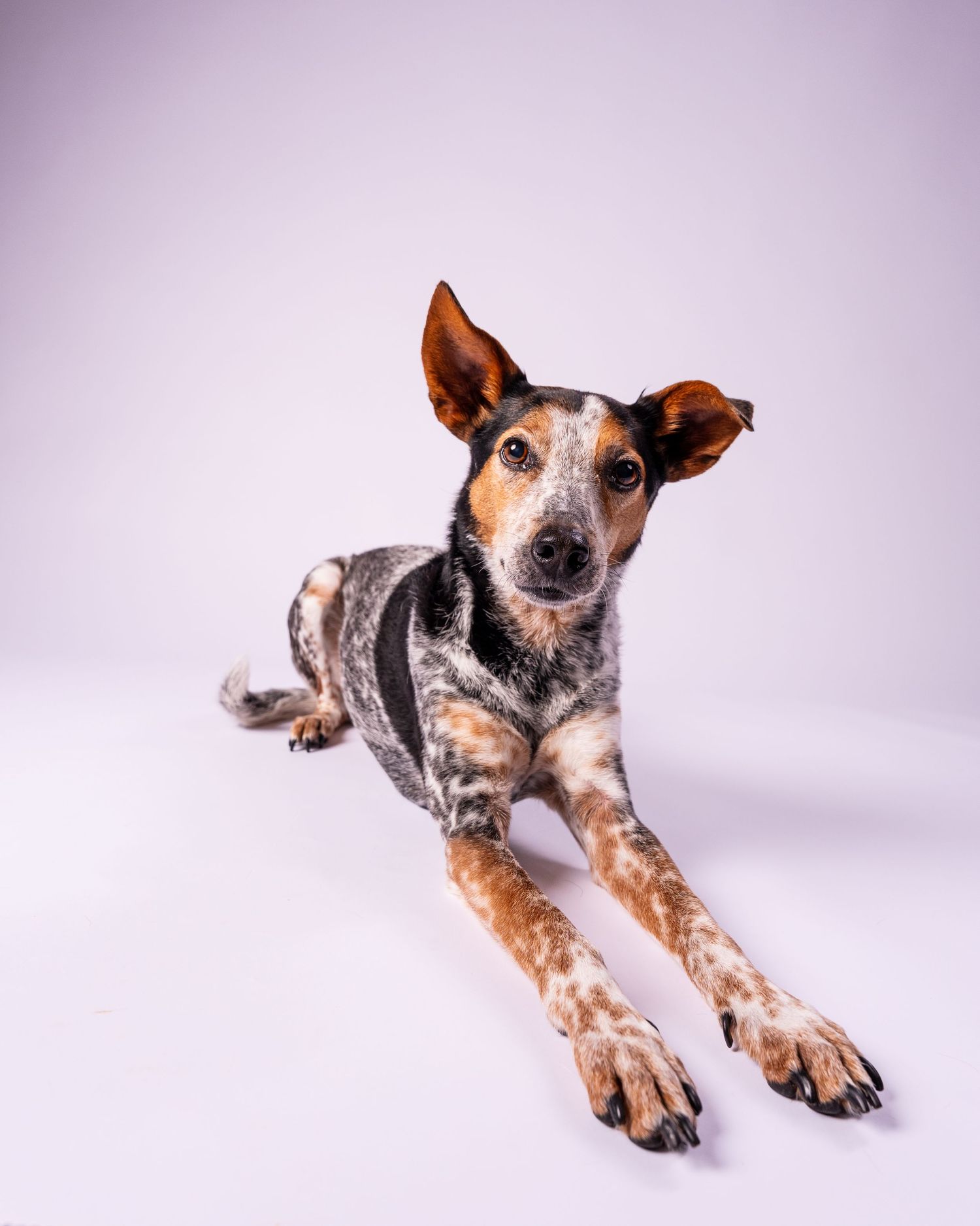 A speckled Australian Cattle Dog lying down with legs stretched forward on a white background.
