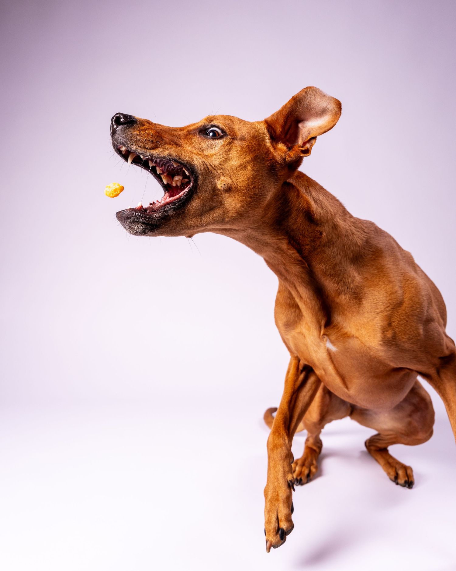Brown dog catching a yellow treat mid-air with mouth wide open against white background.