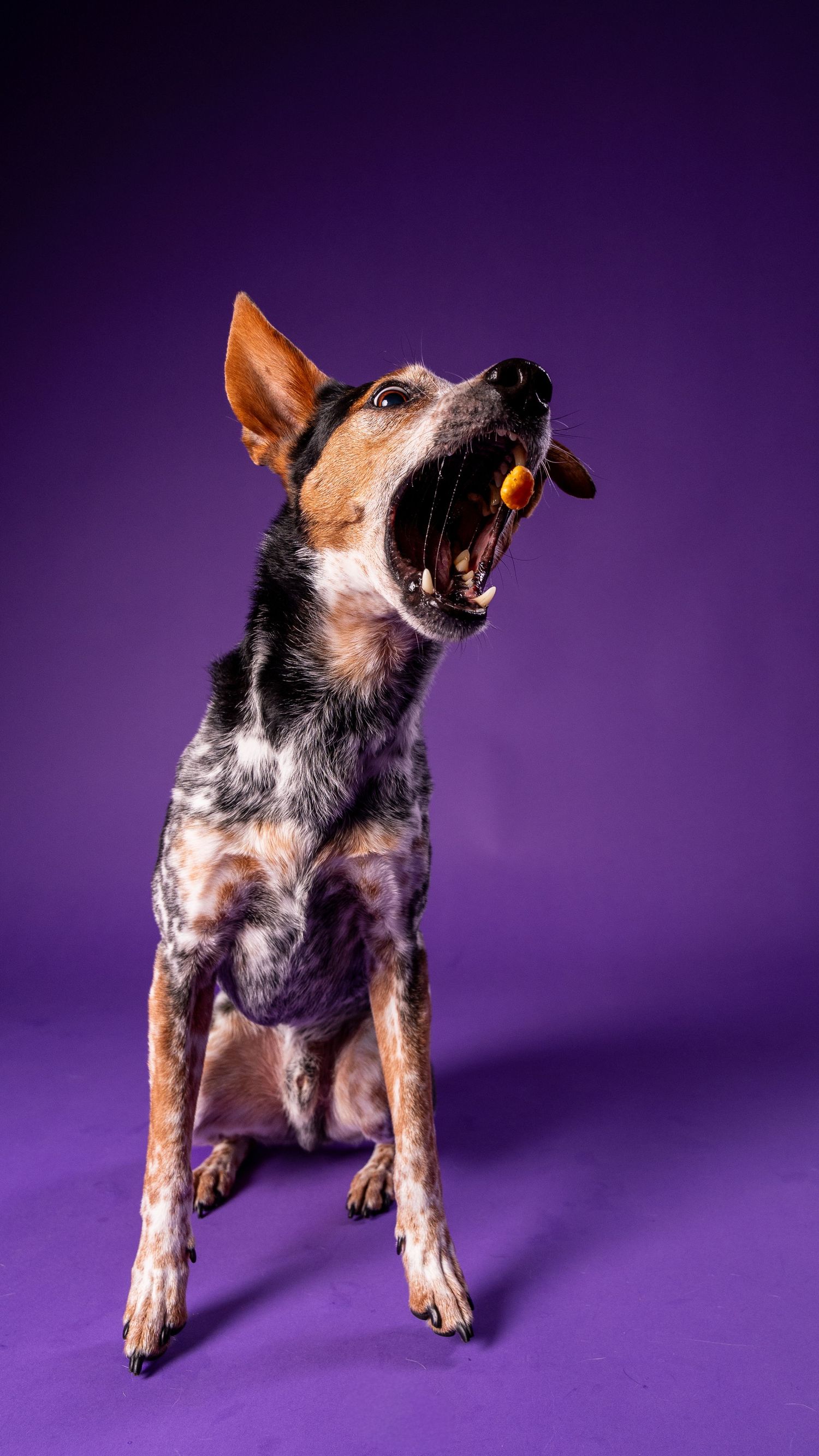 A merle dog catches a treat mid-air with mouth wide open against a vibrant purple background.