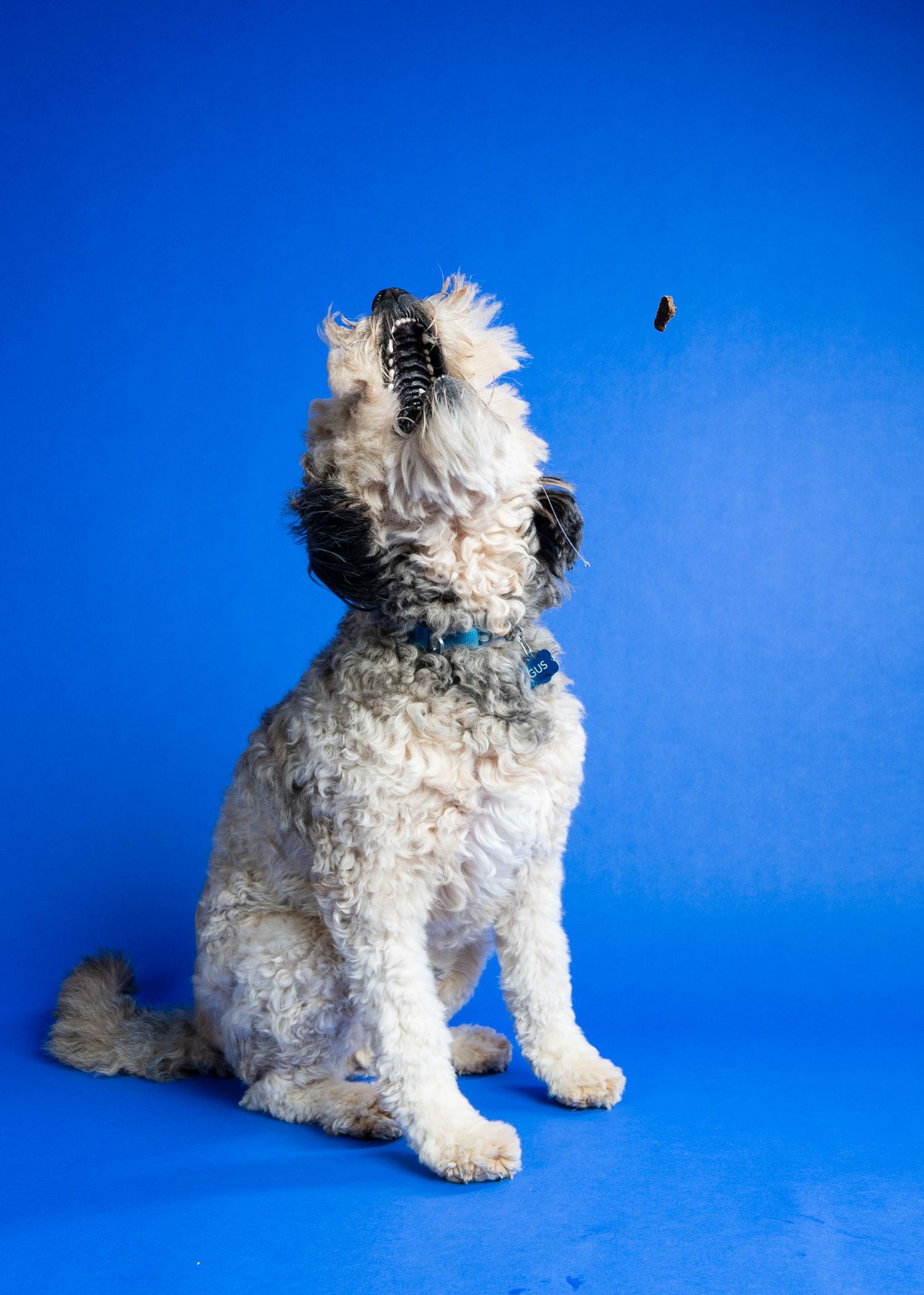 Fluffy white and gray Aussiedoodle dog sitting on blue background, head tilted back looking up at flying treat.
