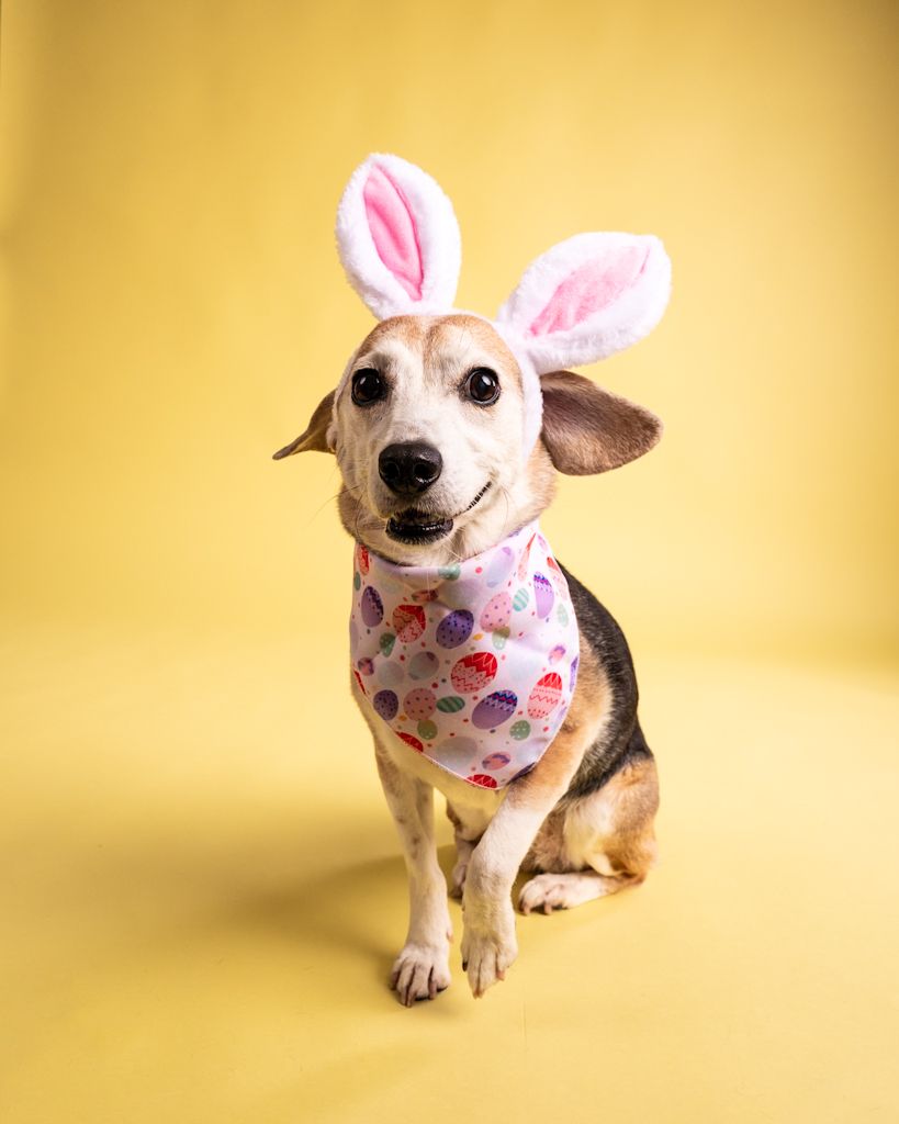 Happy dog wearing white bunny ears and Easter egg print bandana on bright yellow background.