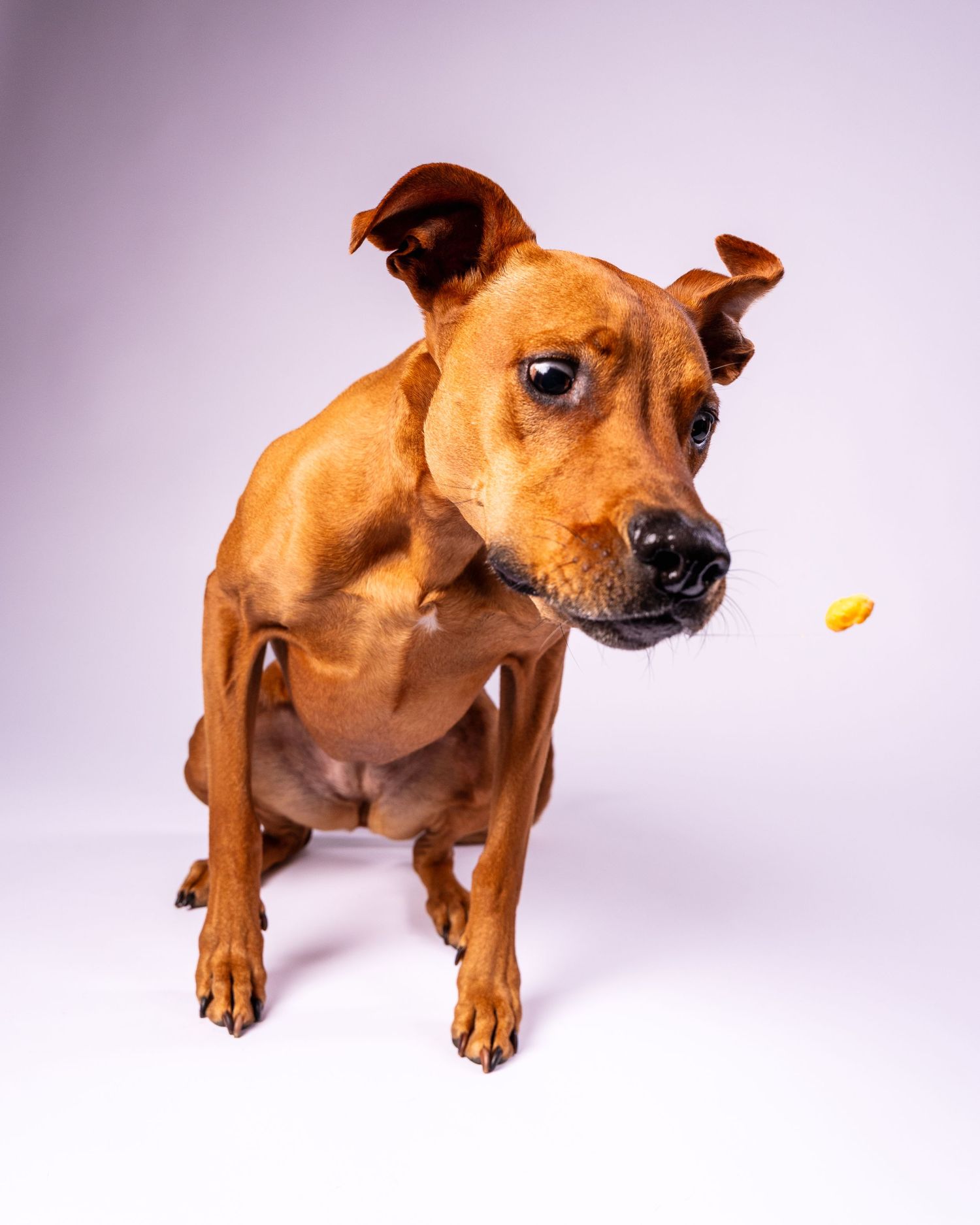 Brown dog tilting head curiously at a yellow treat falling nearby on white background.