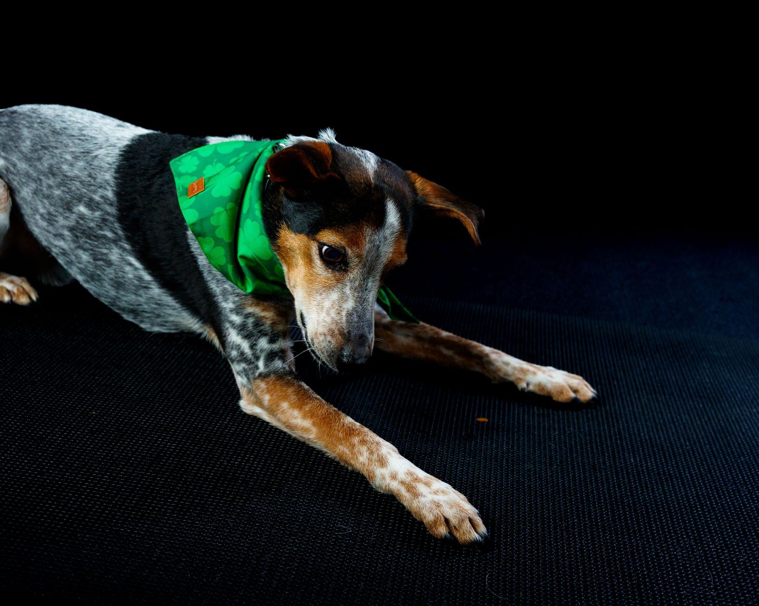 Blue heeler mix dog wearing a green bandana lies stretched out on a dark floor.