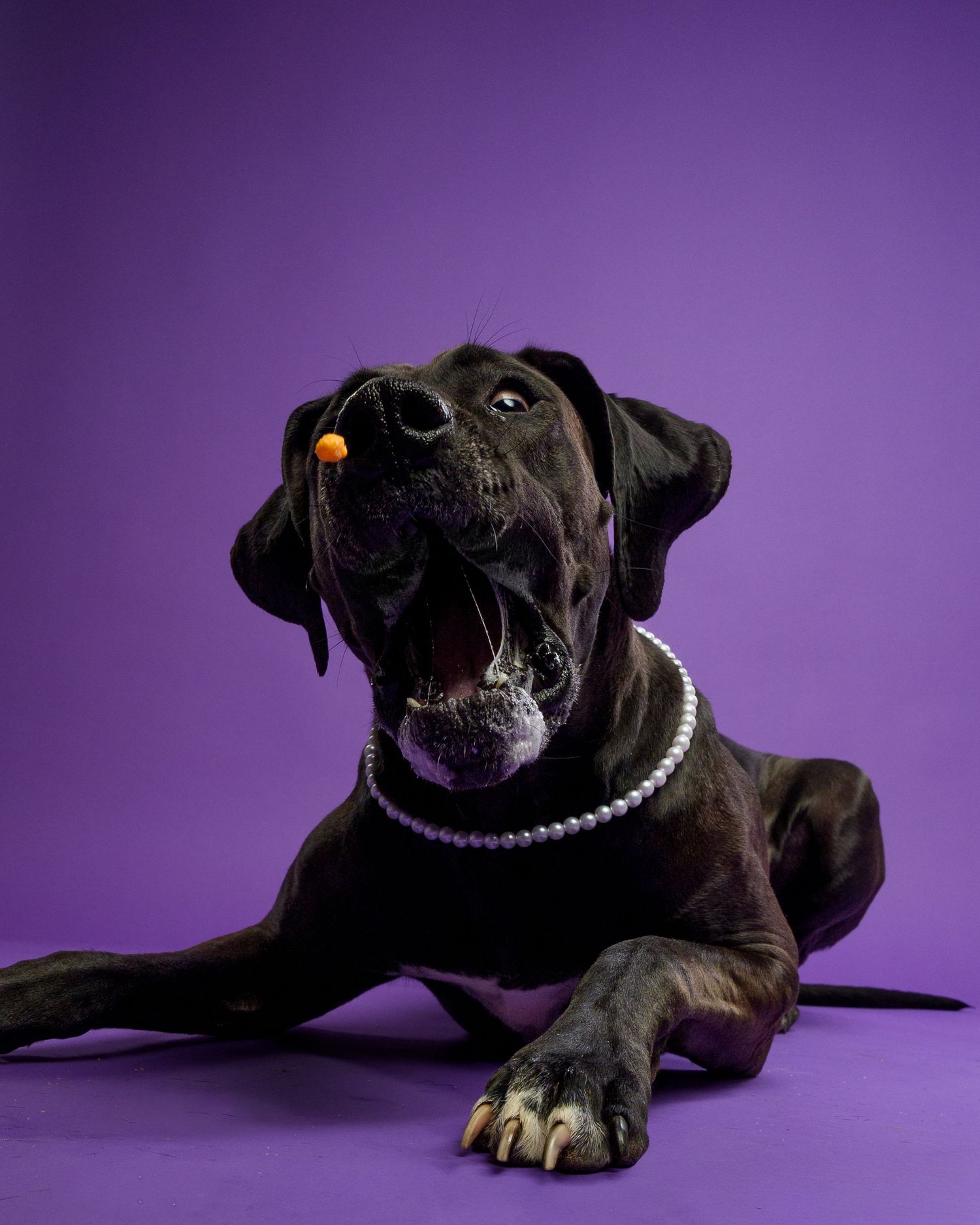 Black Great Dane dog wearing pearl necklace lying on purple background with mouth open.