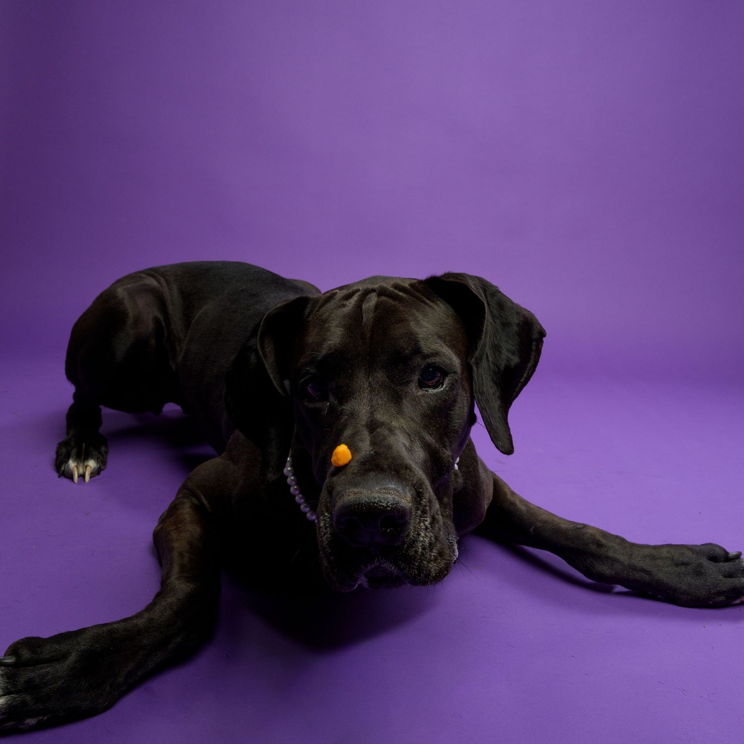 Black Great Dane dog lying on purple background with orange treat on nose.