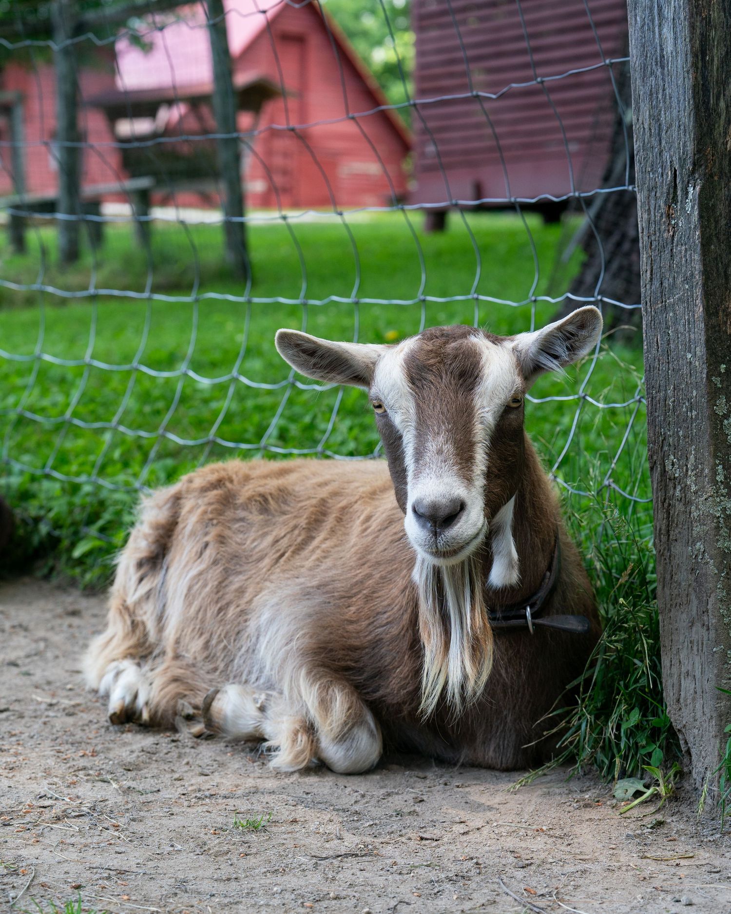 A brown and white pygmy goat resting beside a wire fence near a red barn.