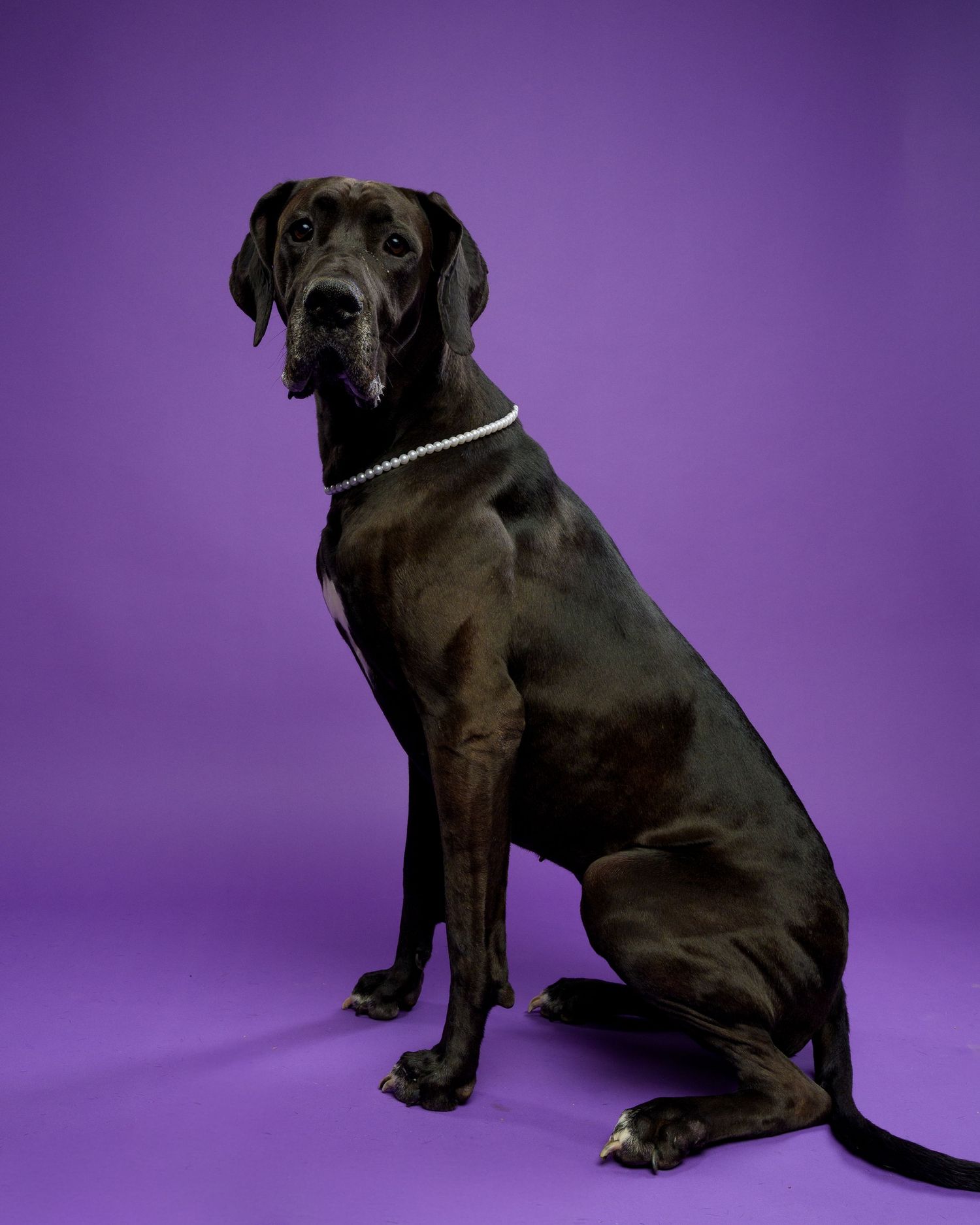 Elegant dark brindle Great Dane wearing a pearl collar sits tall against a bright purple studio background.