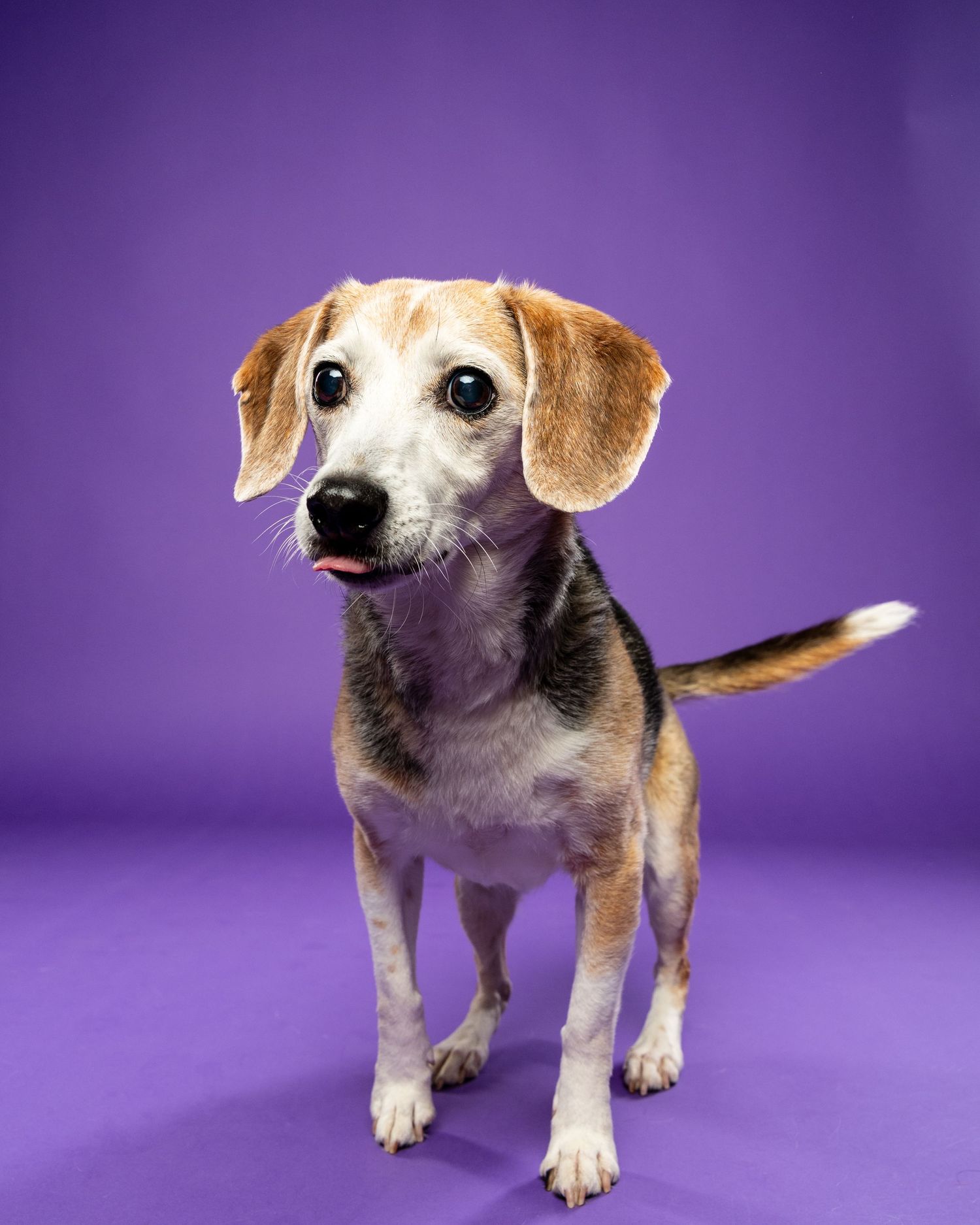 An older beagle mix stands alert with tongue out against a vibrant purple studio background.