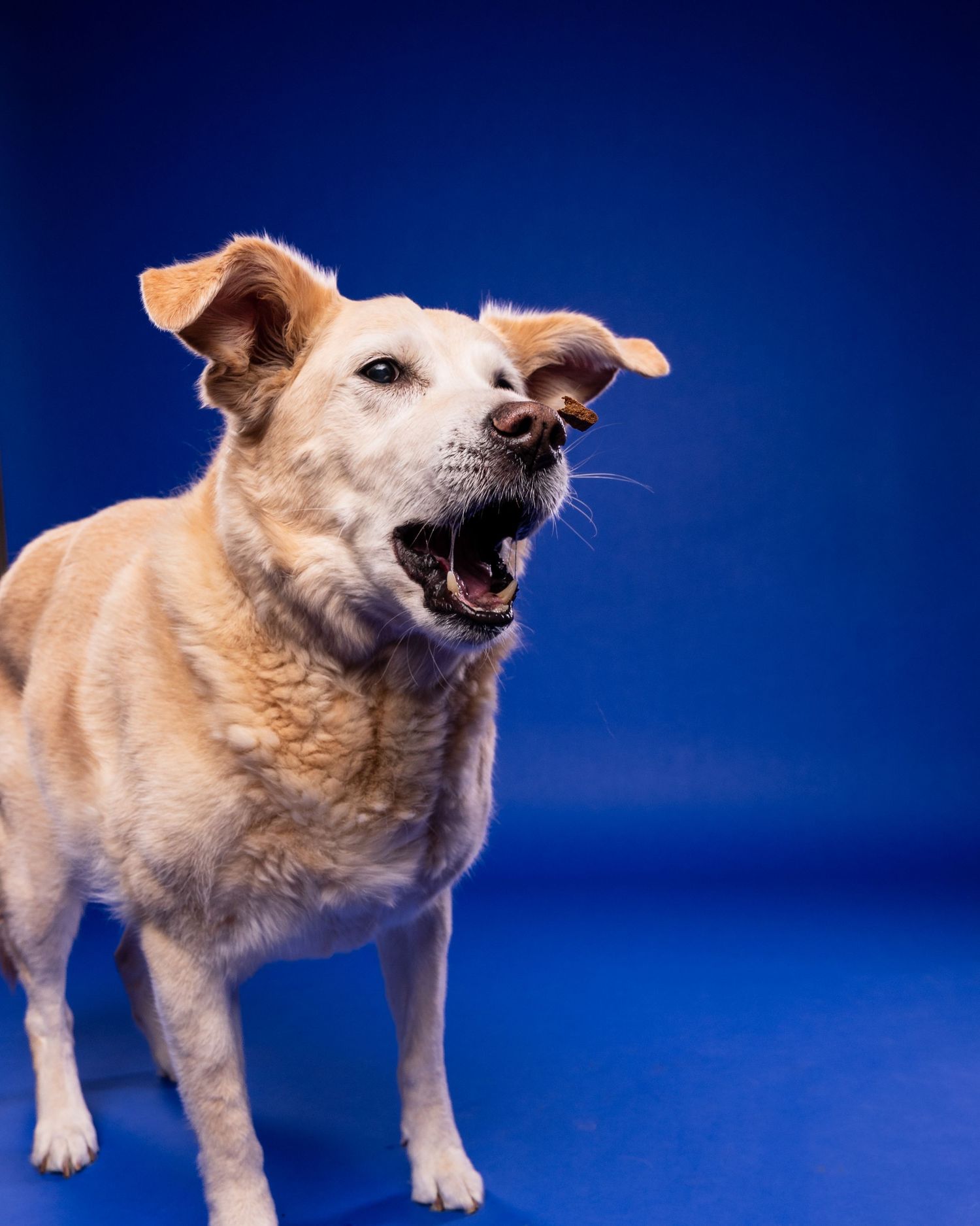 A golden mixed breed dog barks energetically with mouth wide open against a bold blue studio background.