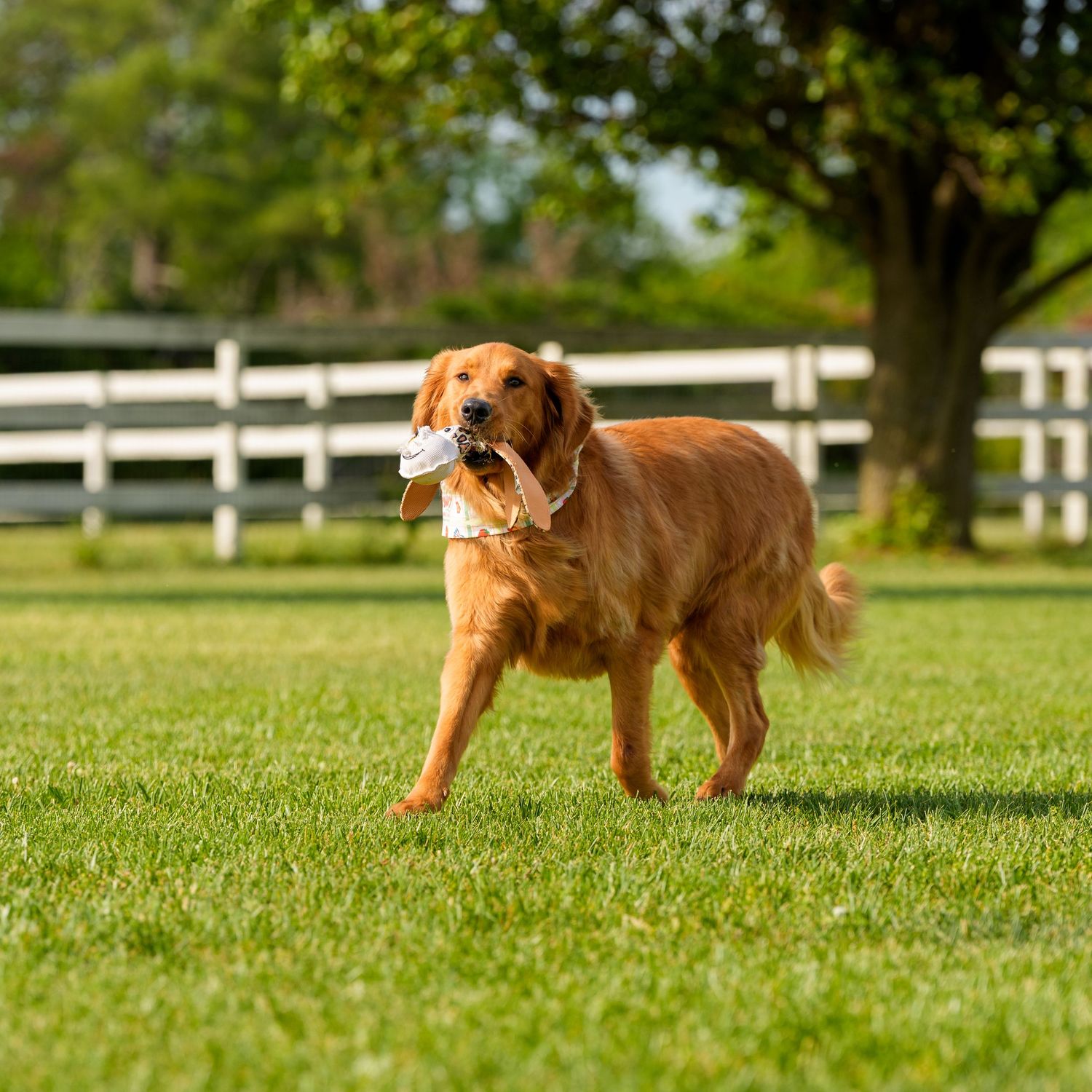 Golden Retriever carrying a toy in its mouth while standing on lush green grass near a white fence.