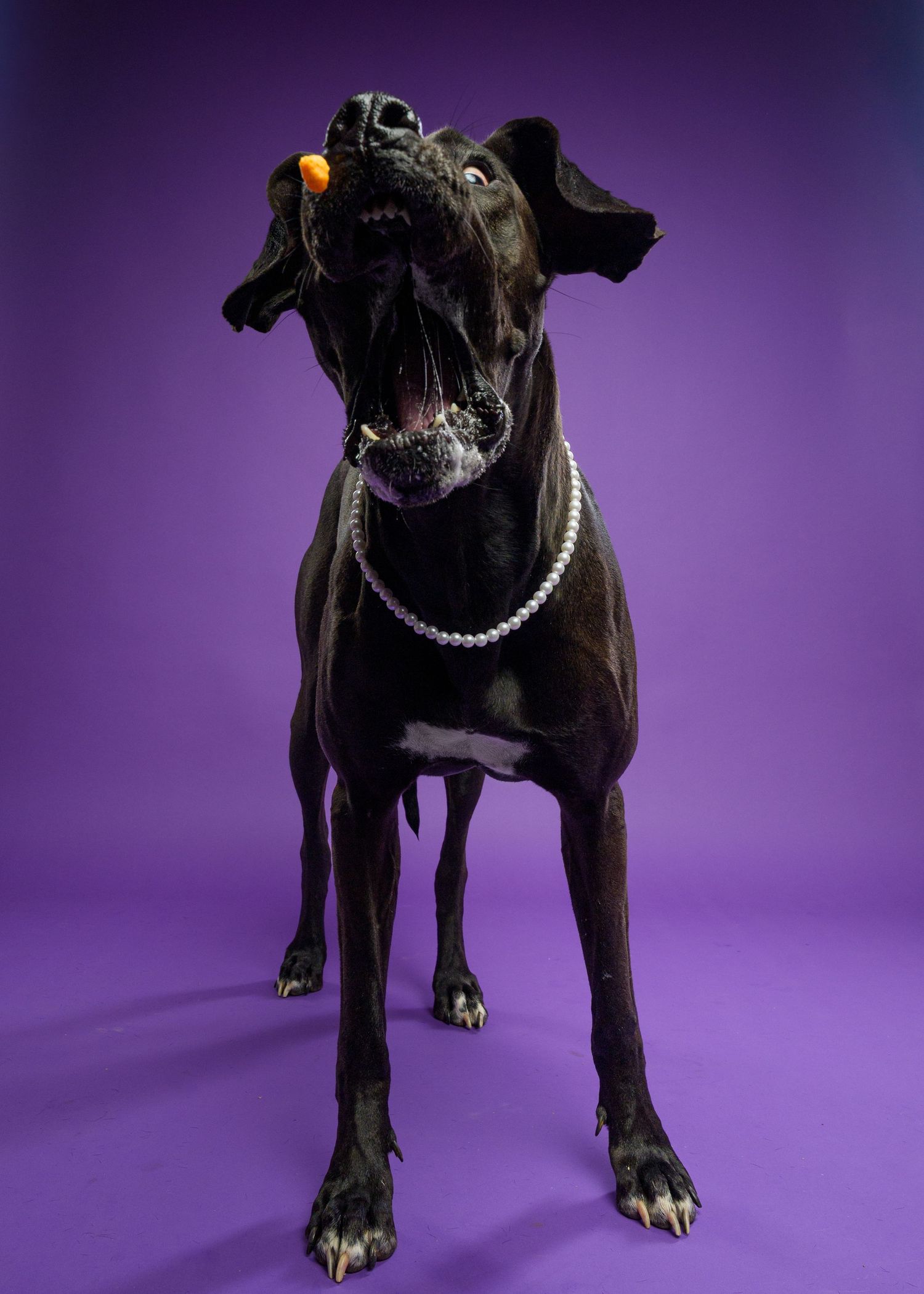 Black Great Dane wearing a pearl necklace catching an orange treat against a vibrant purple studio background.