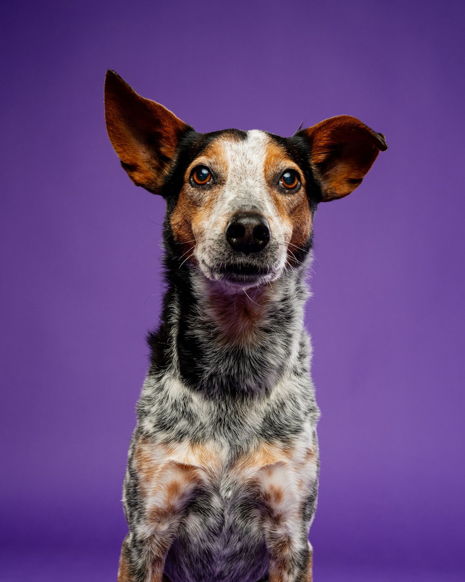 A alert Australian cattle dog with large perked ears sitting upright against a purple background.