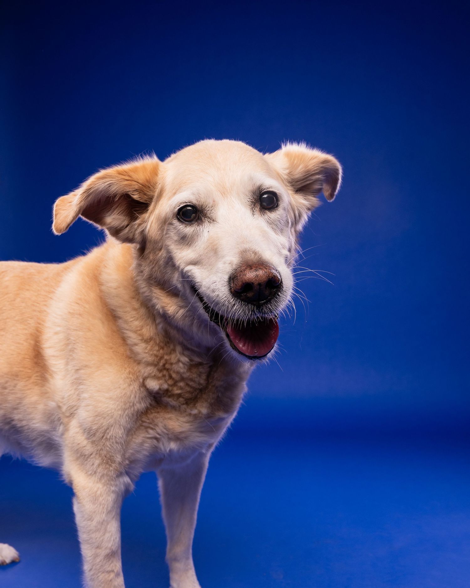 A cheerful golden senior dog with floppy ears and an open mouth smile poses against a vibrant blue background.
