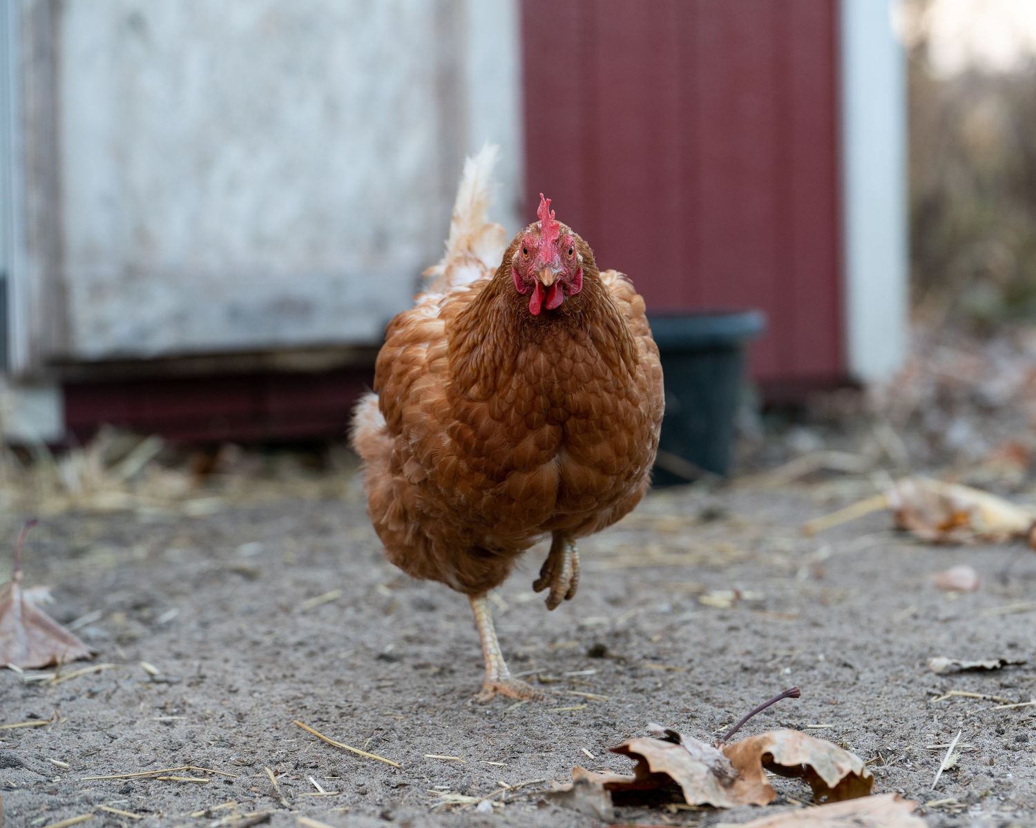 A brown hen walking on dirt ground near a red building with fallen autumn leaves.