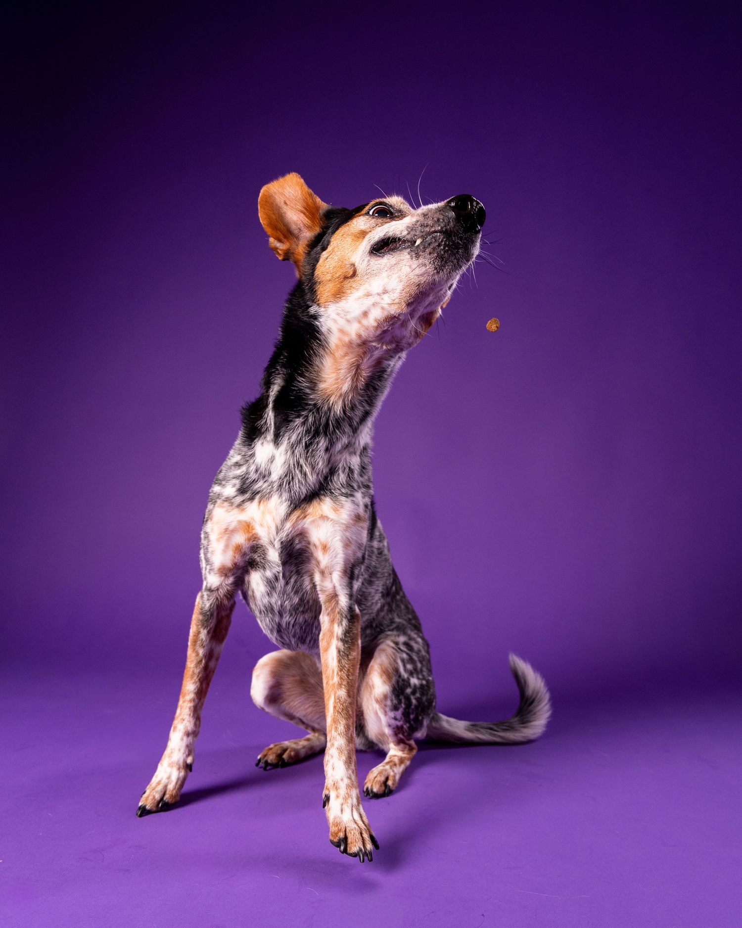 A speckled dog tilts its head upward toward a falling treat against a vibrant purple studio background.
