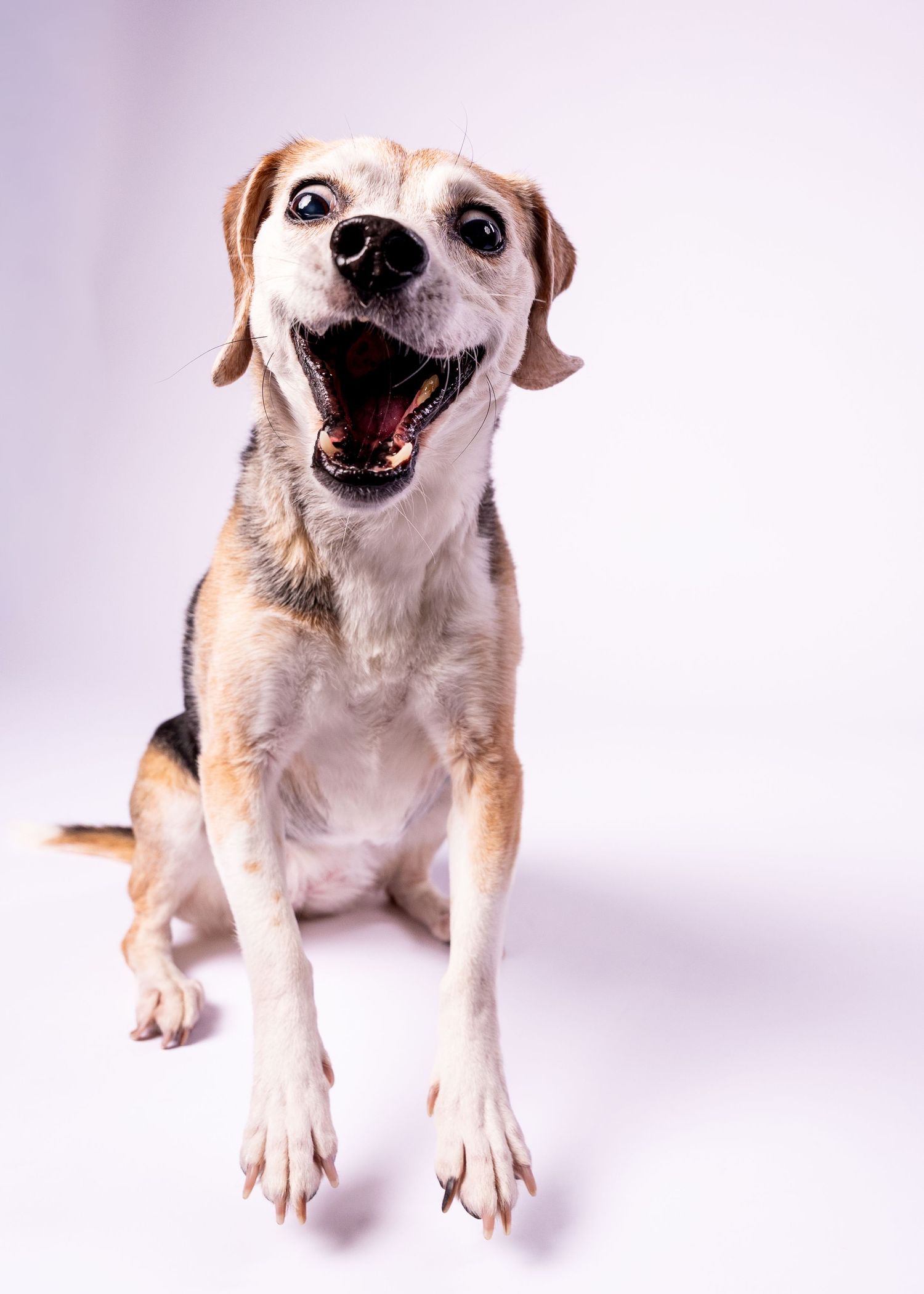A happy small beagle mix dog sits with mouth wide open on a white studio backdrop.