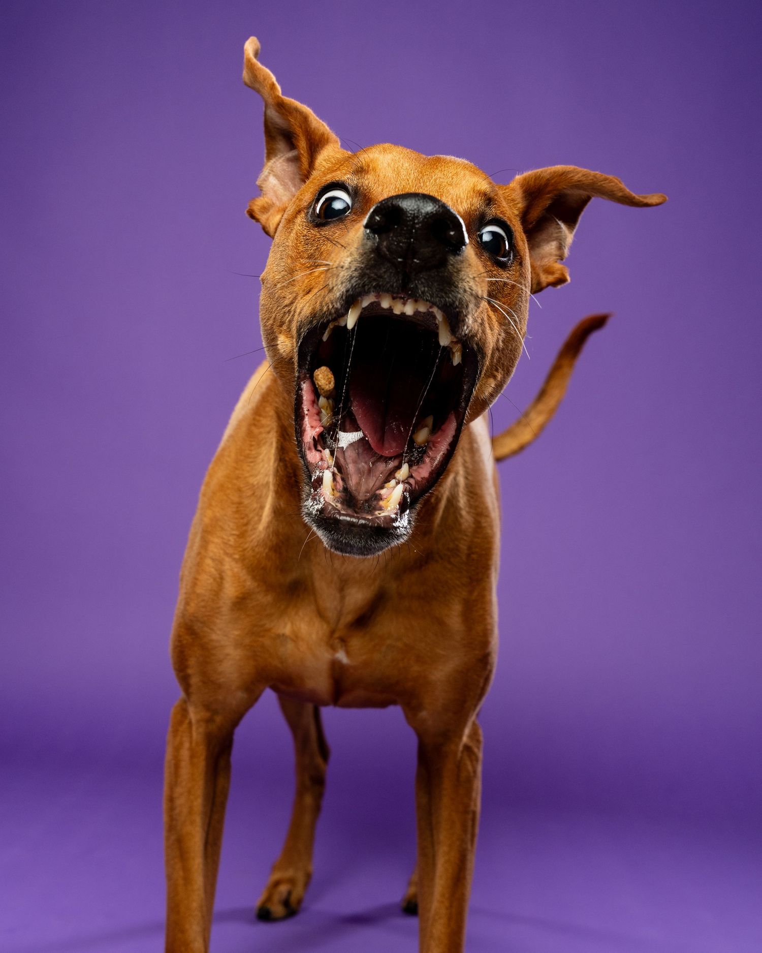 A brown Italian Greyhound mix lunges forward with mouth wide open and ears flying on purple backdrop.