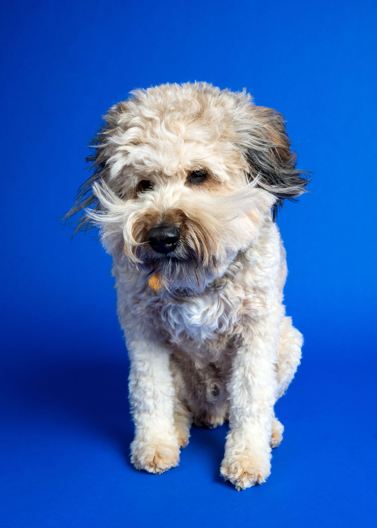 Fluffy white and gray mixed-breed dog sitting against a bright blue background.