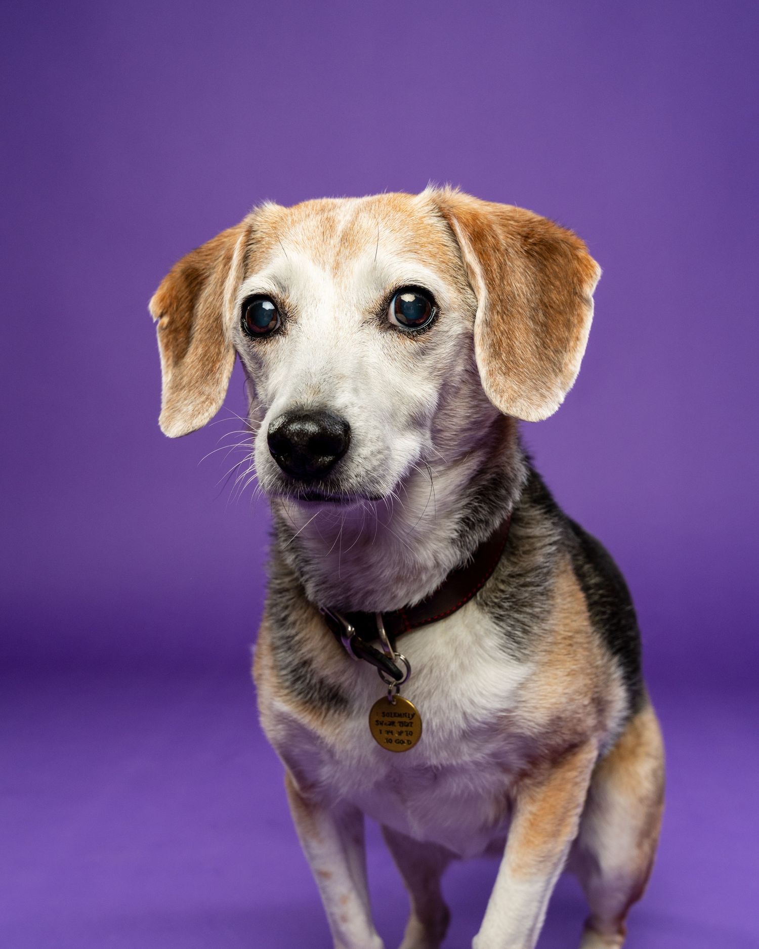 An adorable senior beagle mix dog wearing a collar tag posing against a bright purple background.
