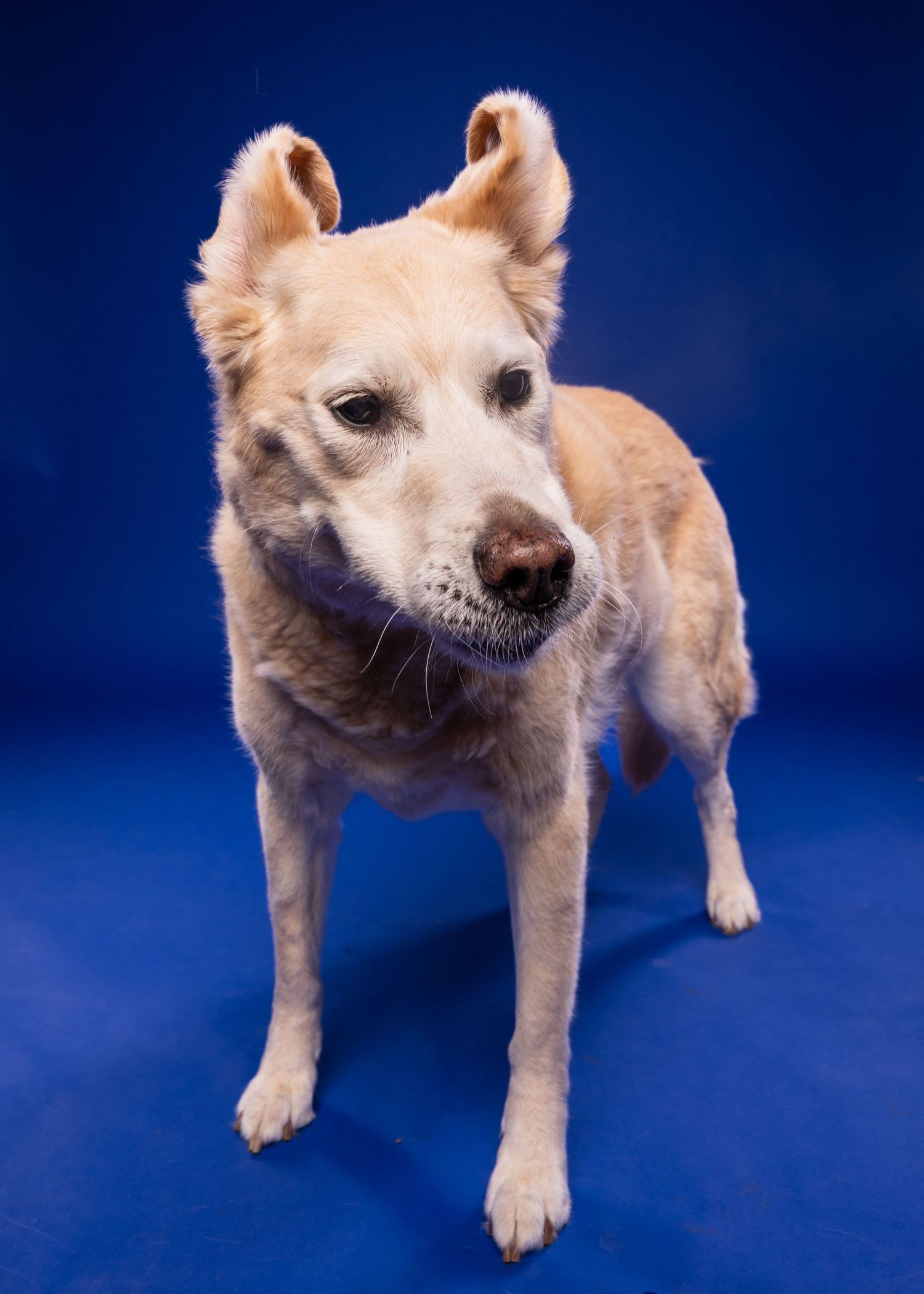 An older tan and white dog stands alert with perked ears on a blue background.