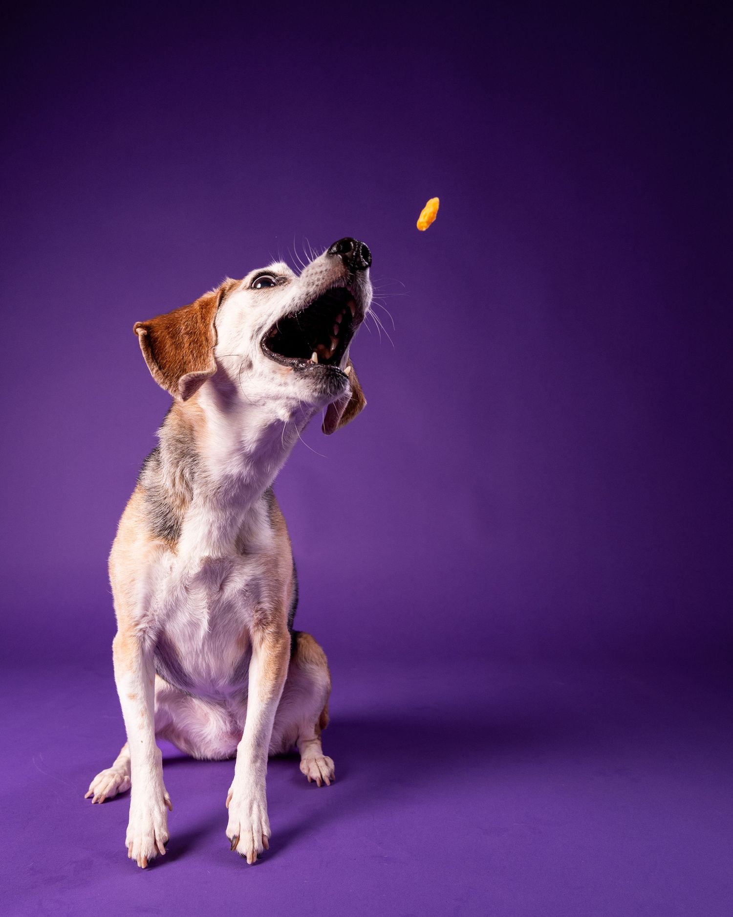 A small beagle mix dog catches a treat mid-air with mouth wide open on a purple background.