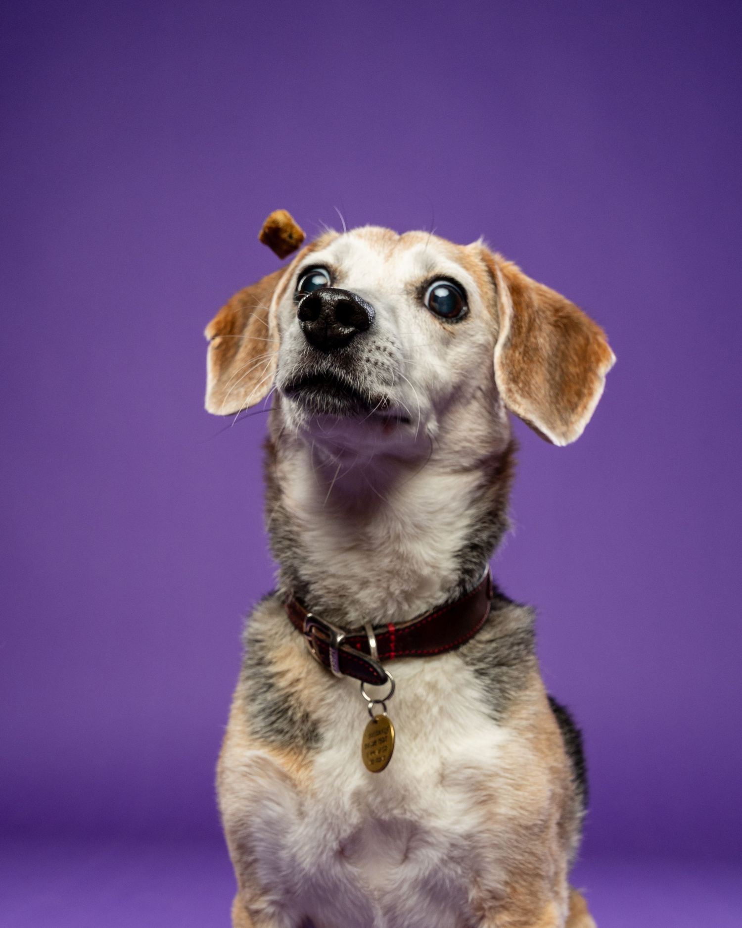 A small beagle mix dog with a treat balanced on its nose, wearing a red collar, posed against a purple background.