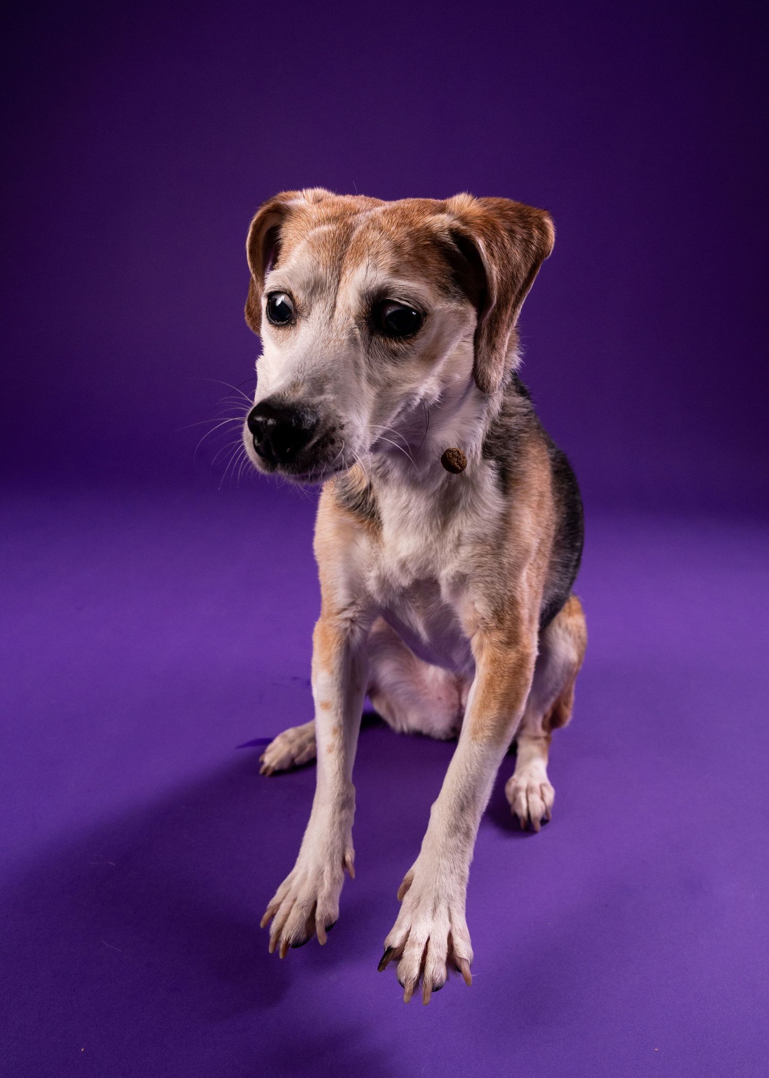 A senior beagle mix dog sits calmly on a purple background, gazing thoughtfully at the camera.